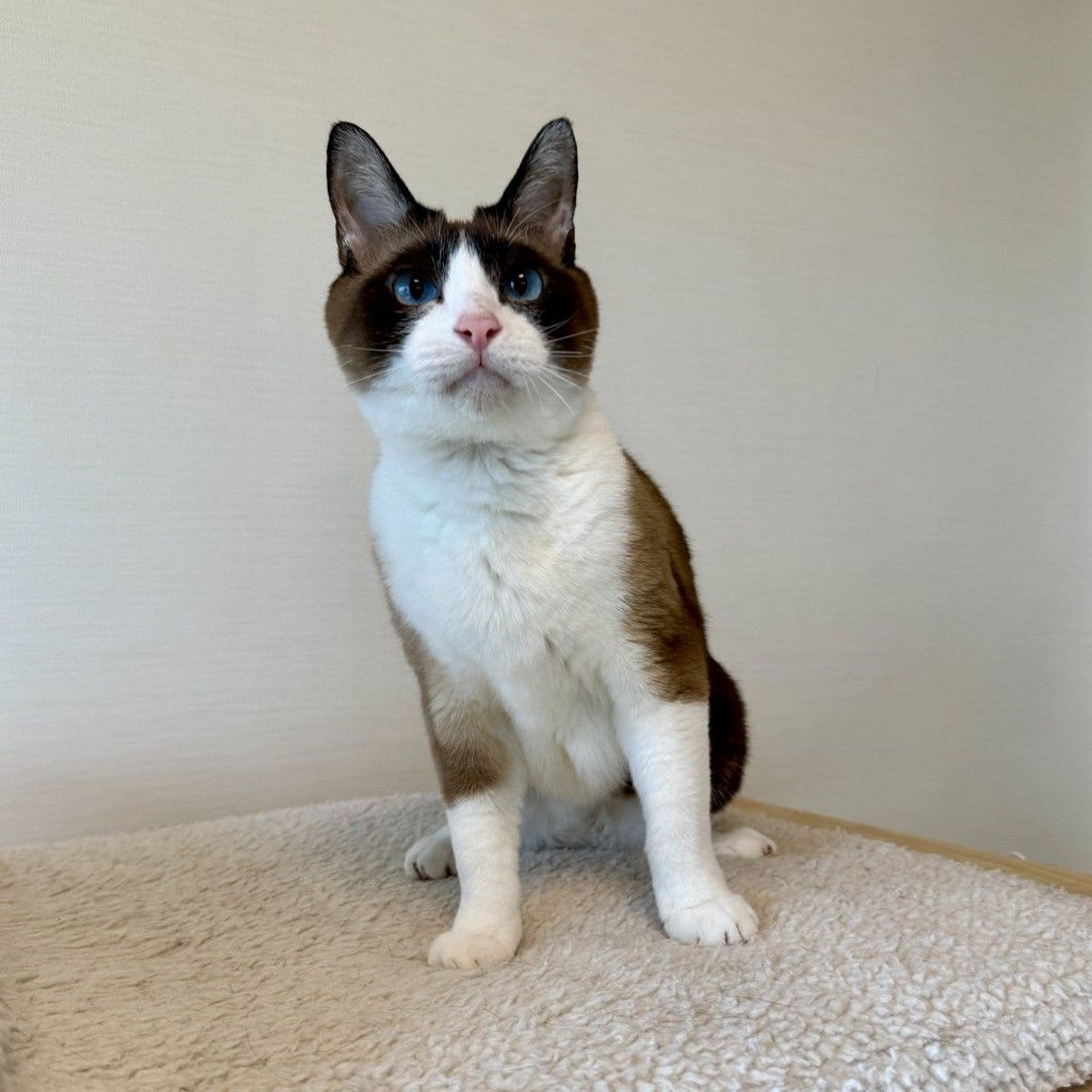 雑種（ミックス猫）・オスの里親募集の写真