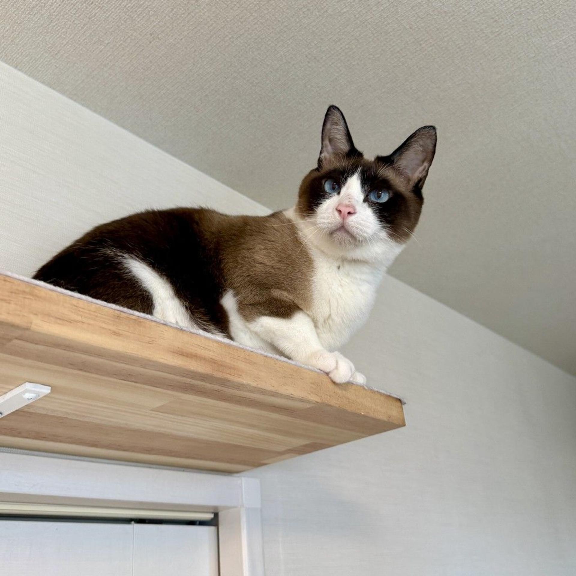 pet-image-3