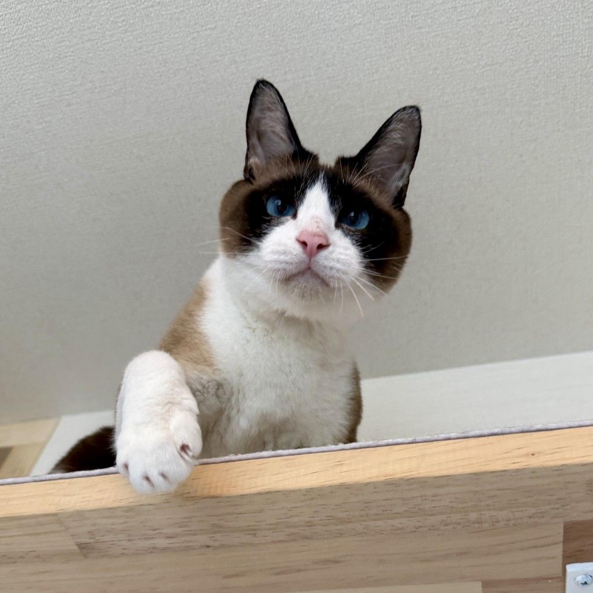 pet-image-5