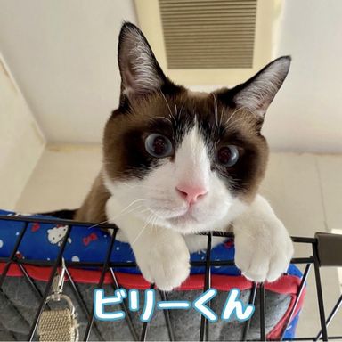 ビリー