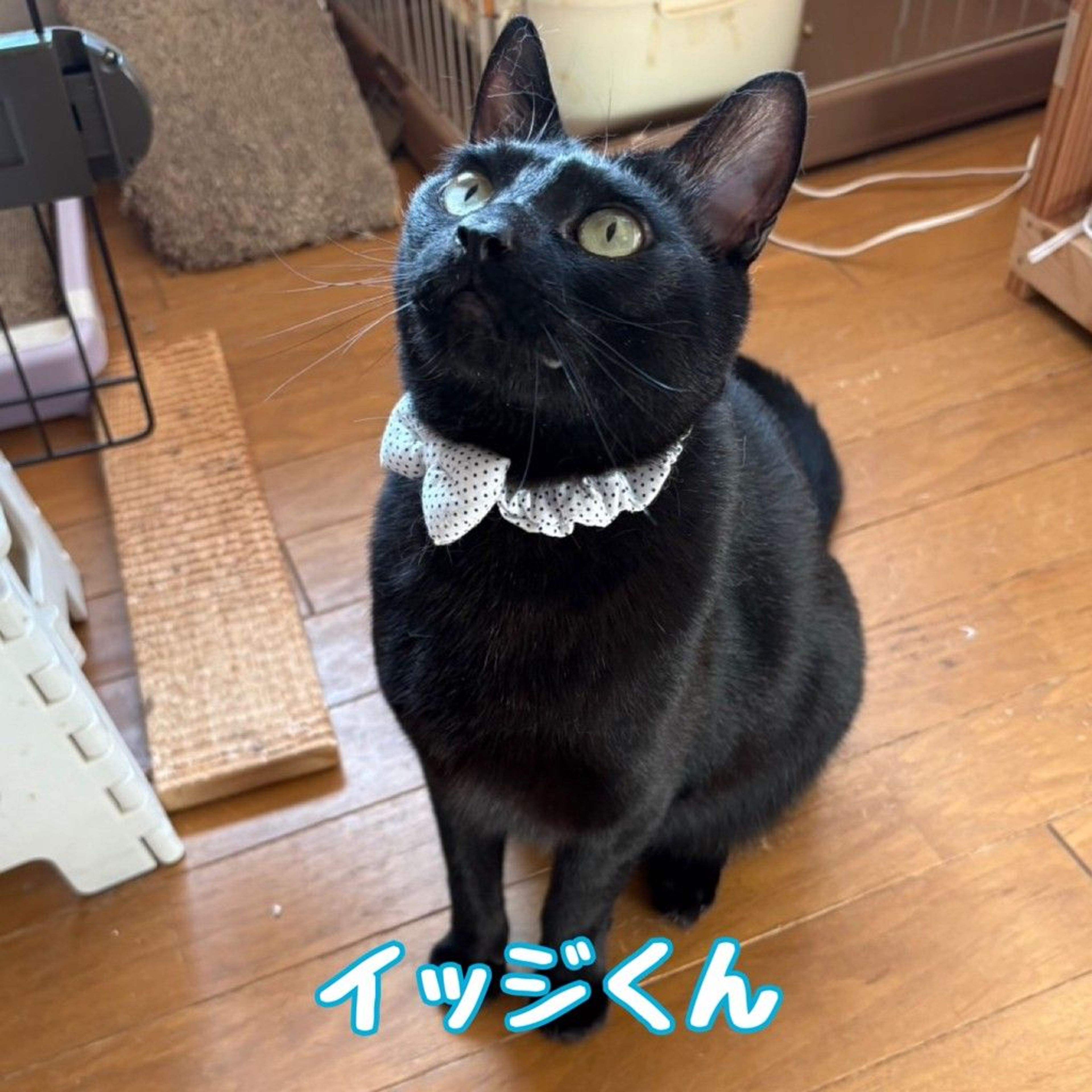 雑種（ミックス猫）・オスの里親募集の写真