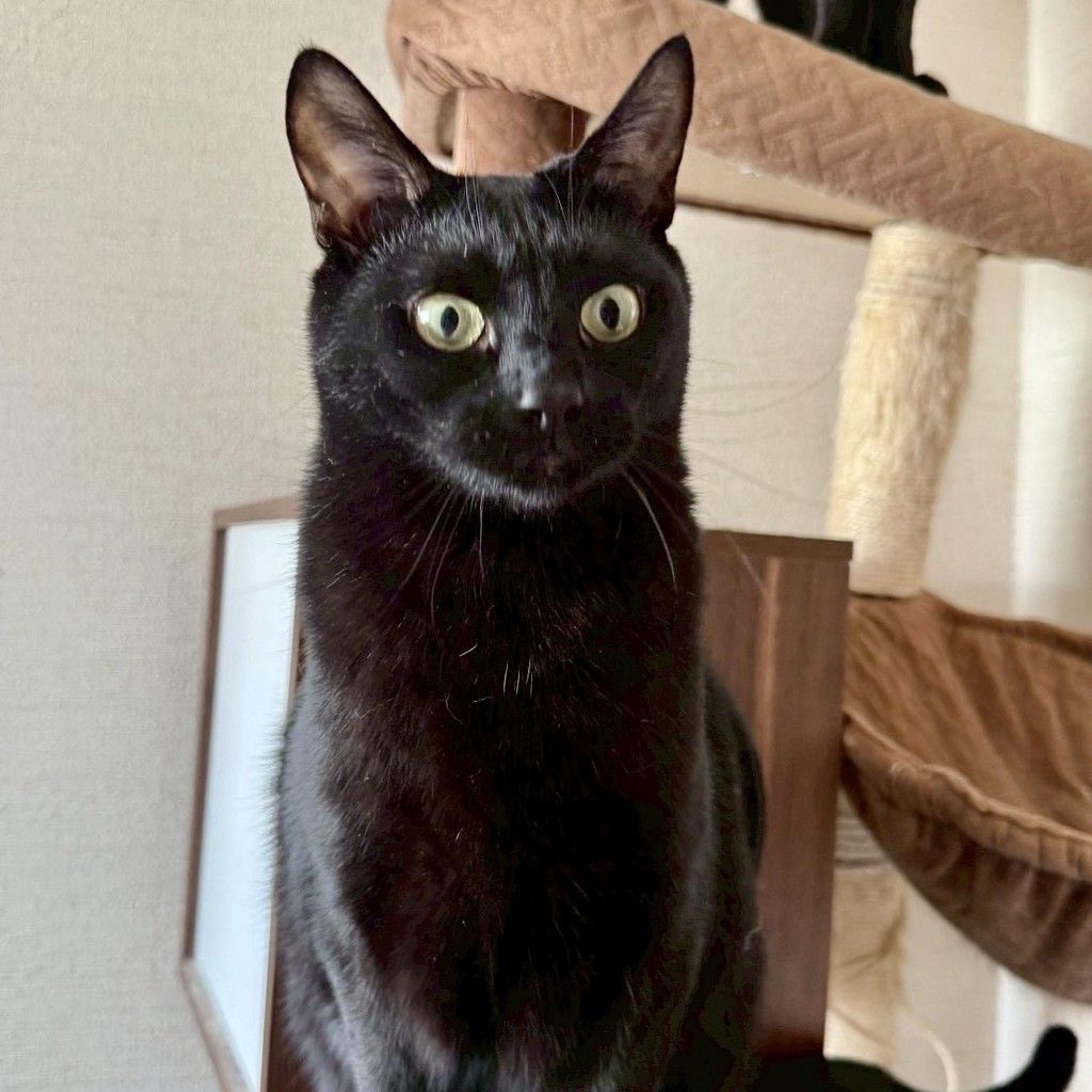 pet-image-2