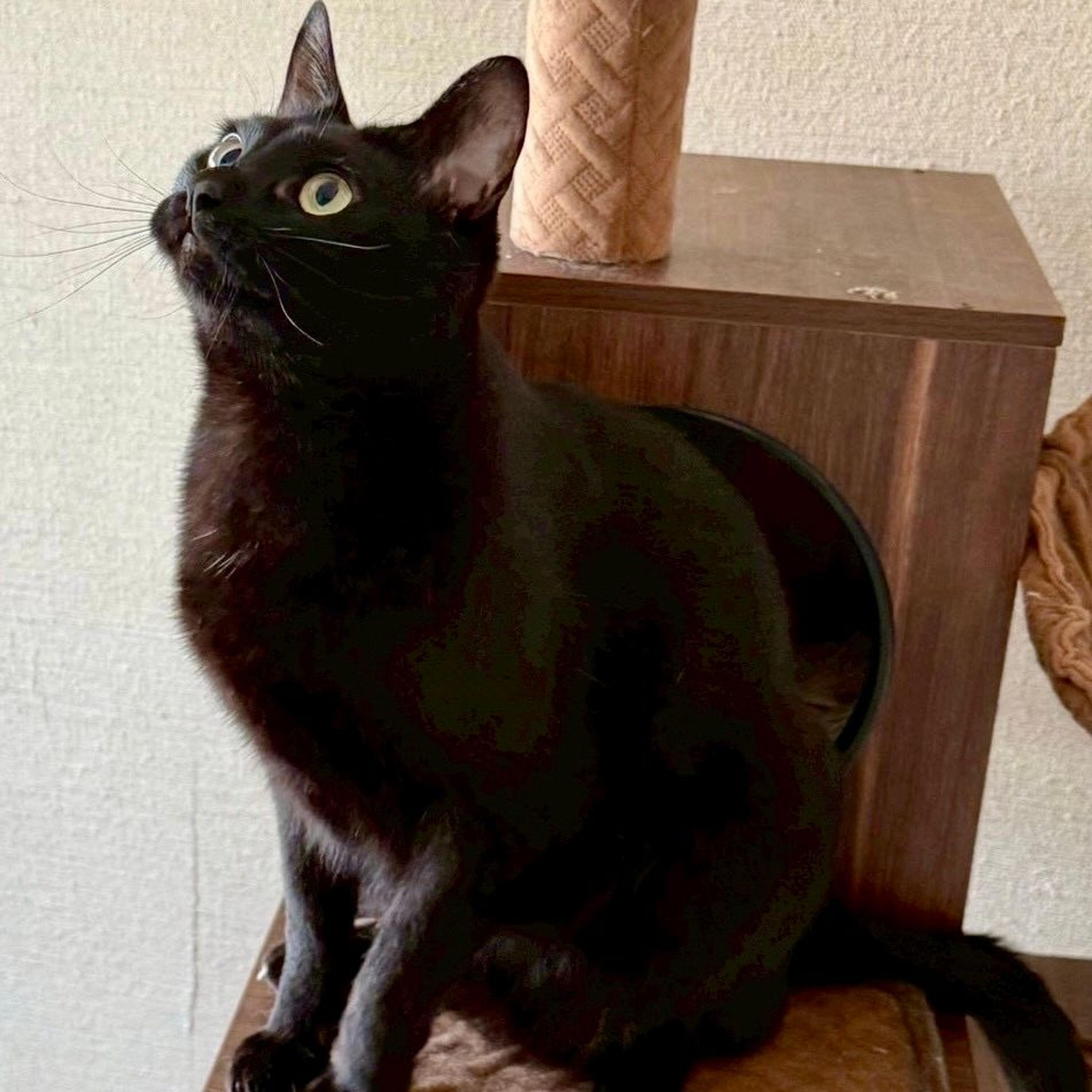 pet-image-3