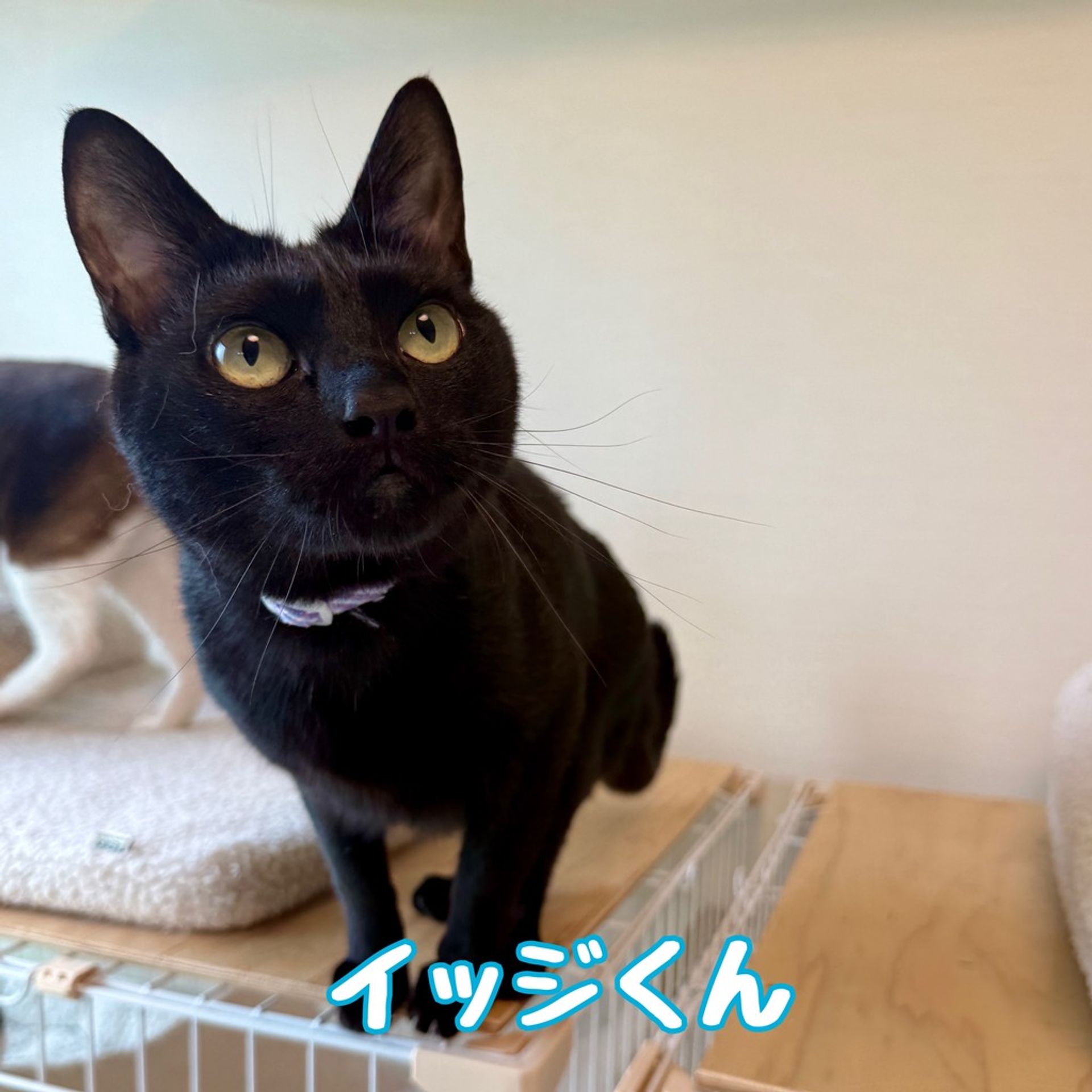 雑種（ミックス猫）・オスの里親募集の写真
