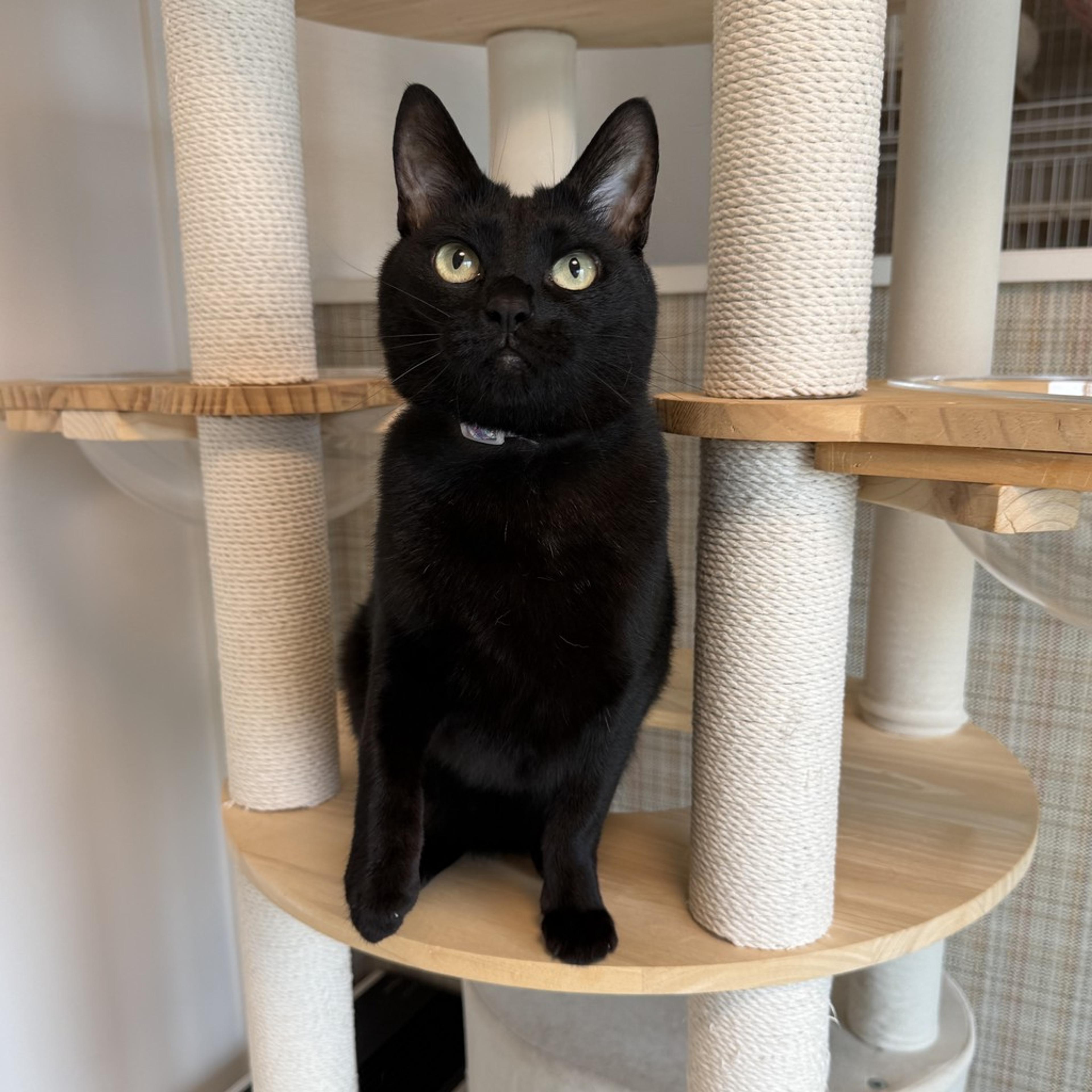 pet-image-3