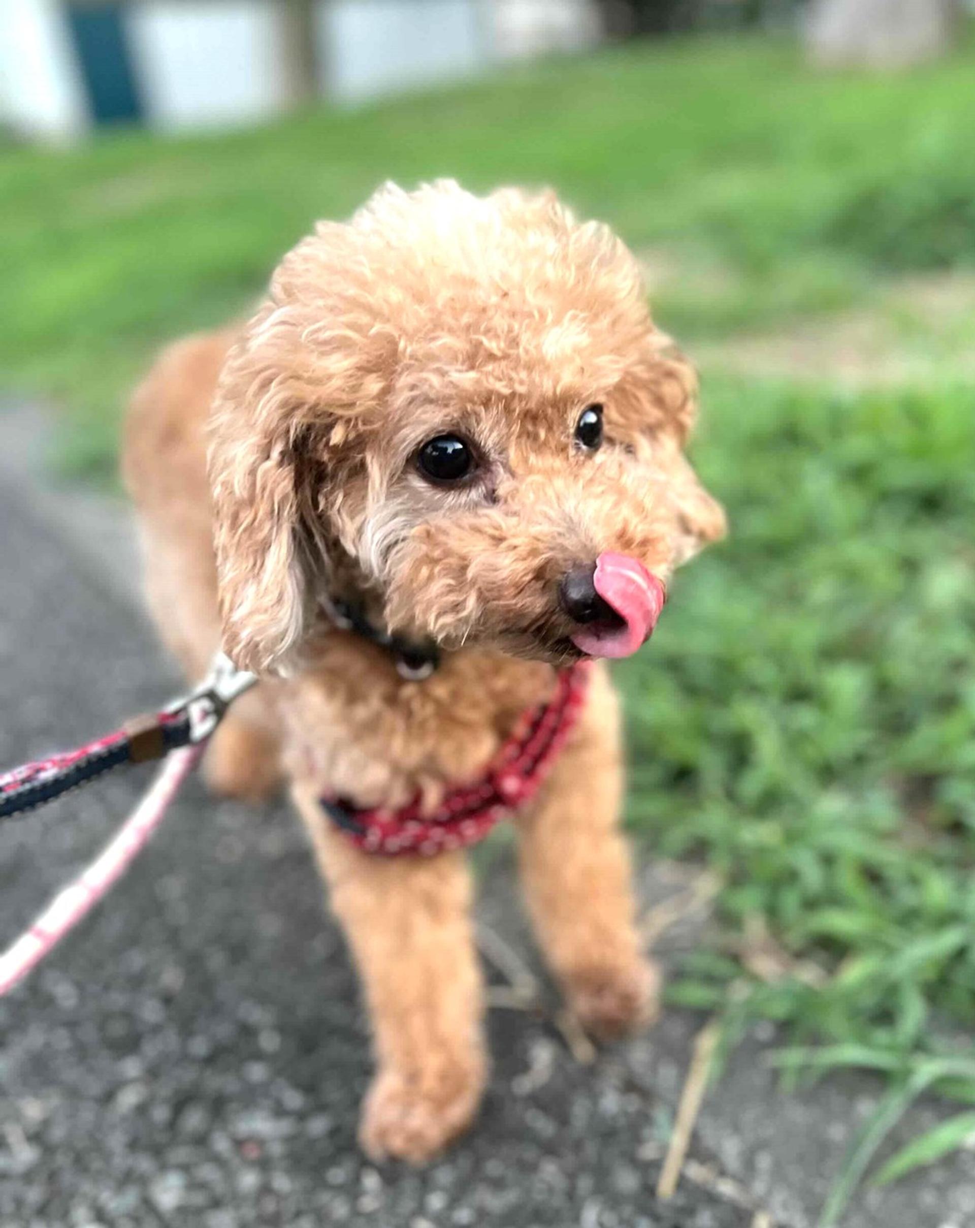 pet-image-2