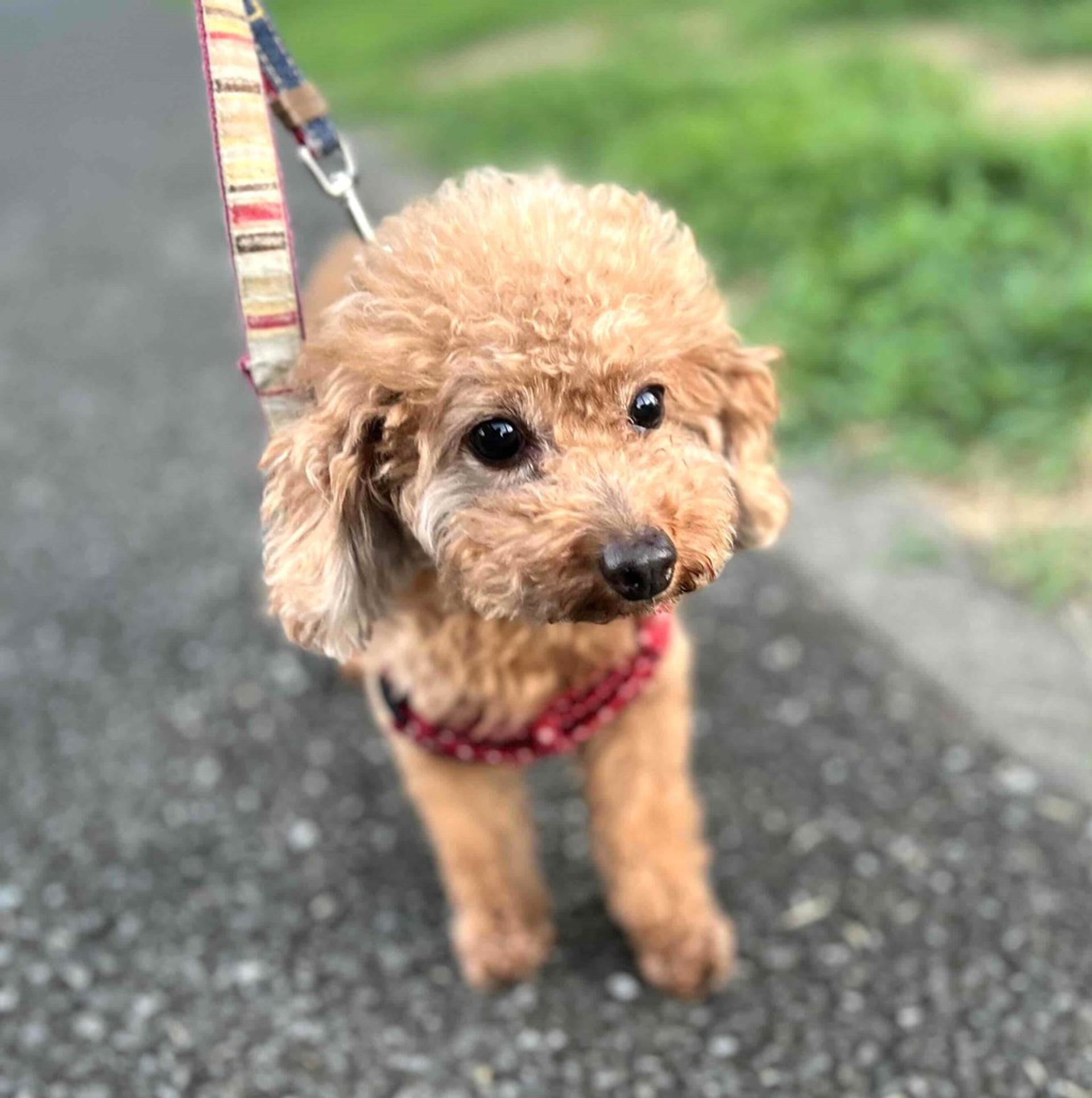 pet-image-3