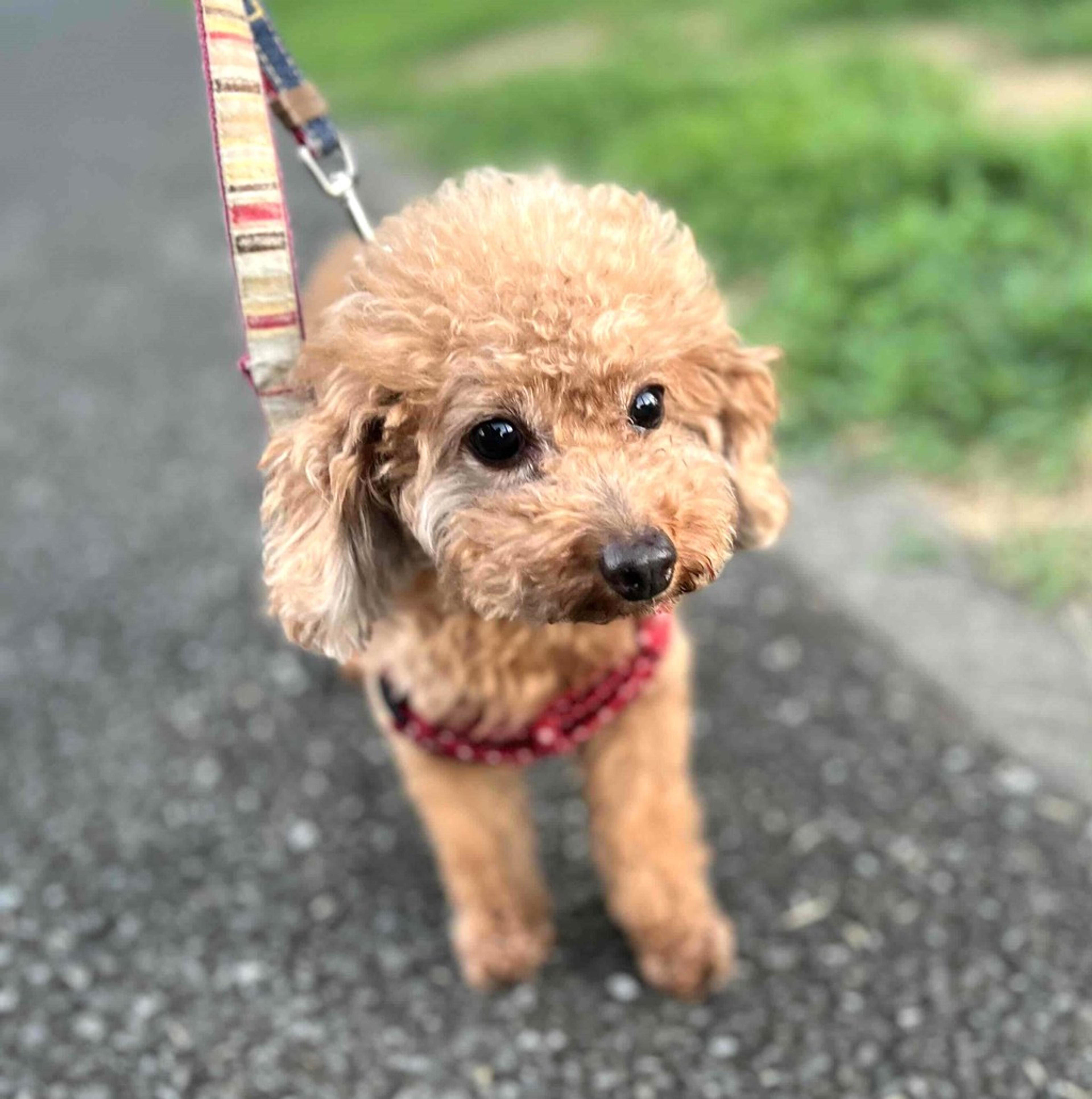 pet-image-3