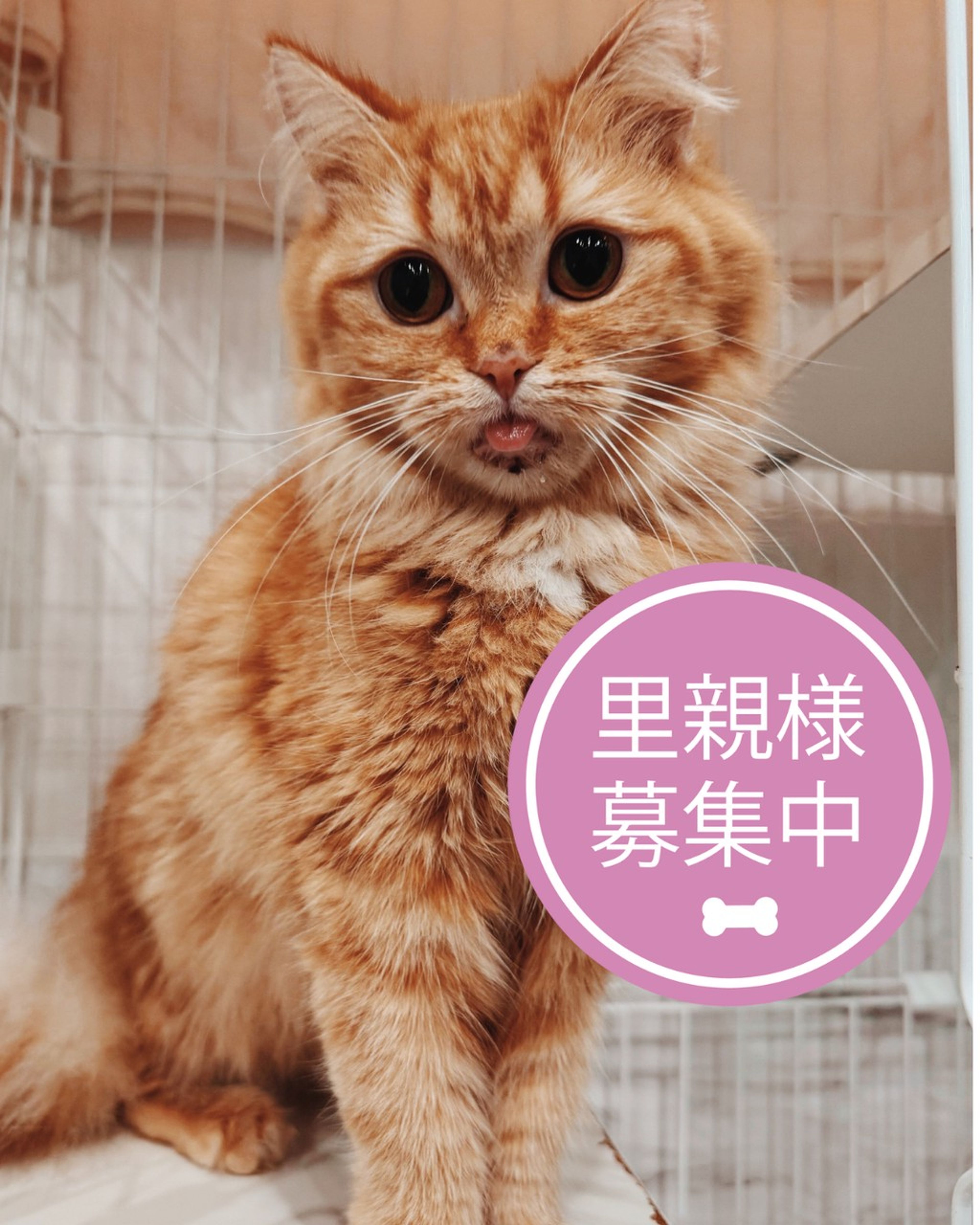 雑種（ミックス猫）・オスの里親募集の写真