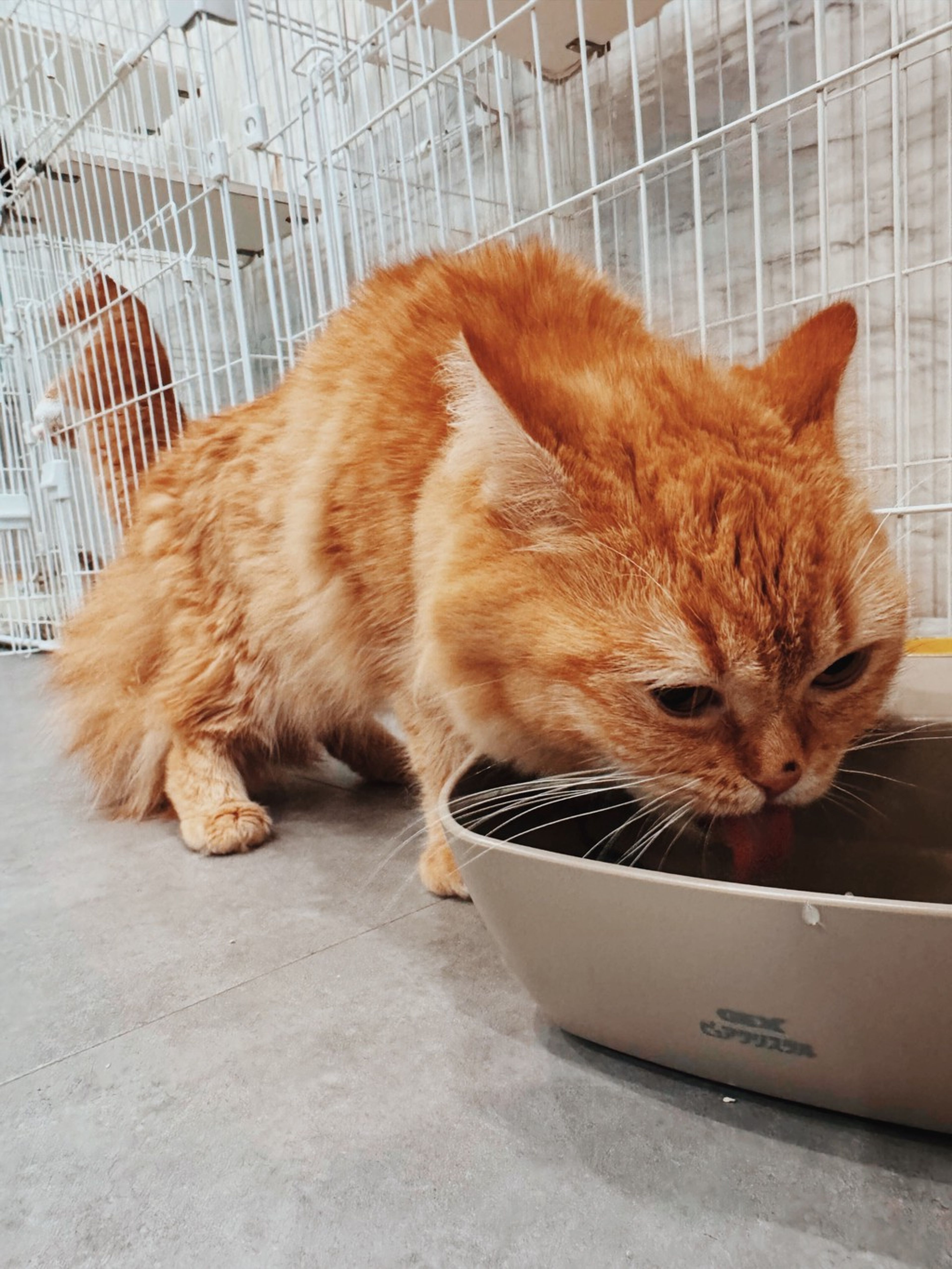 pet-image-2