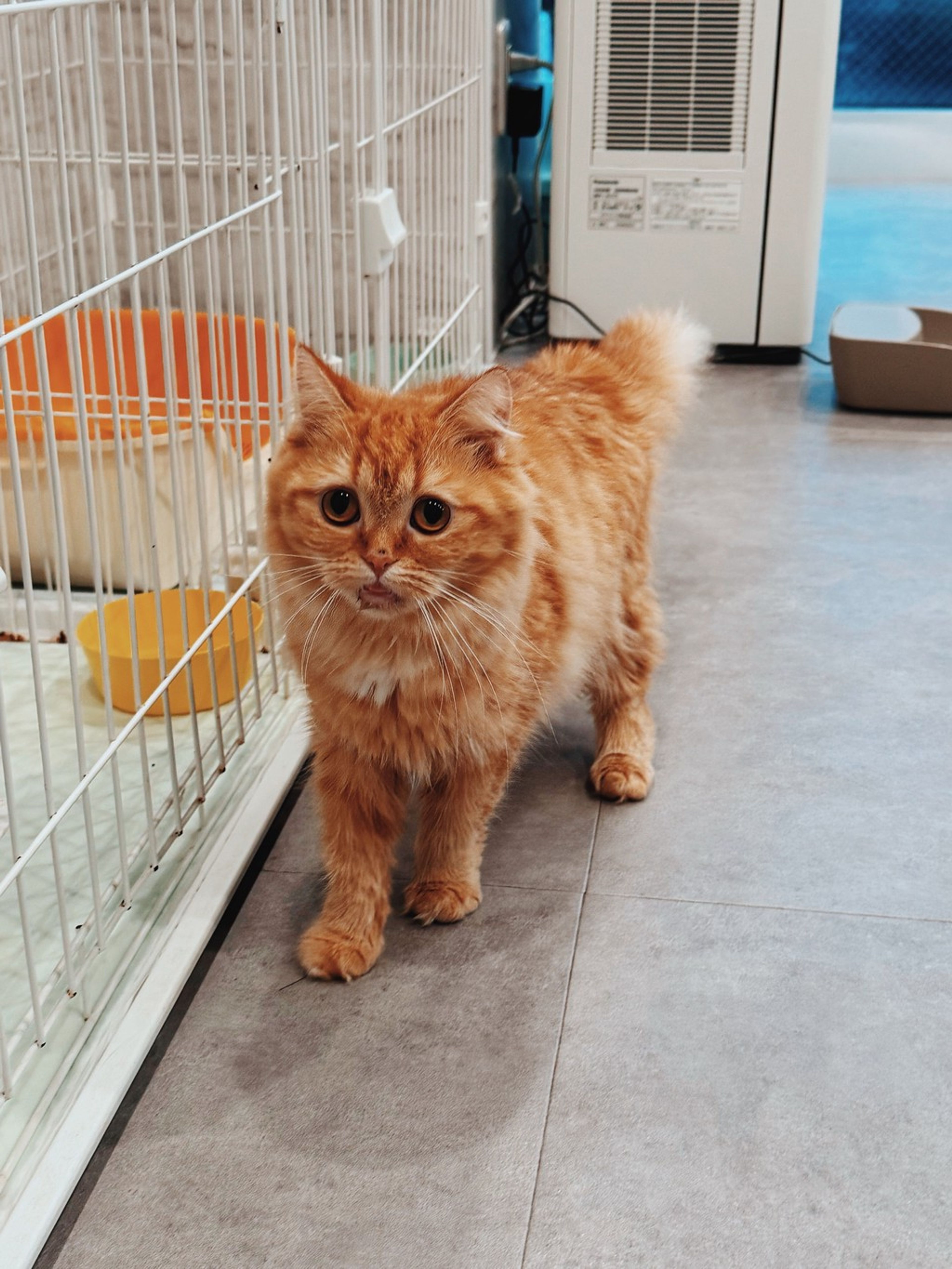 pet-image-3