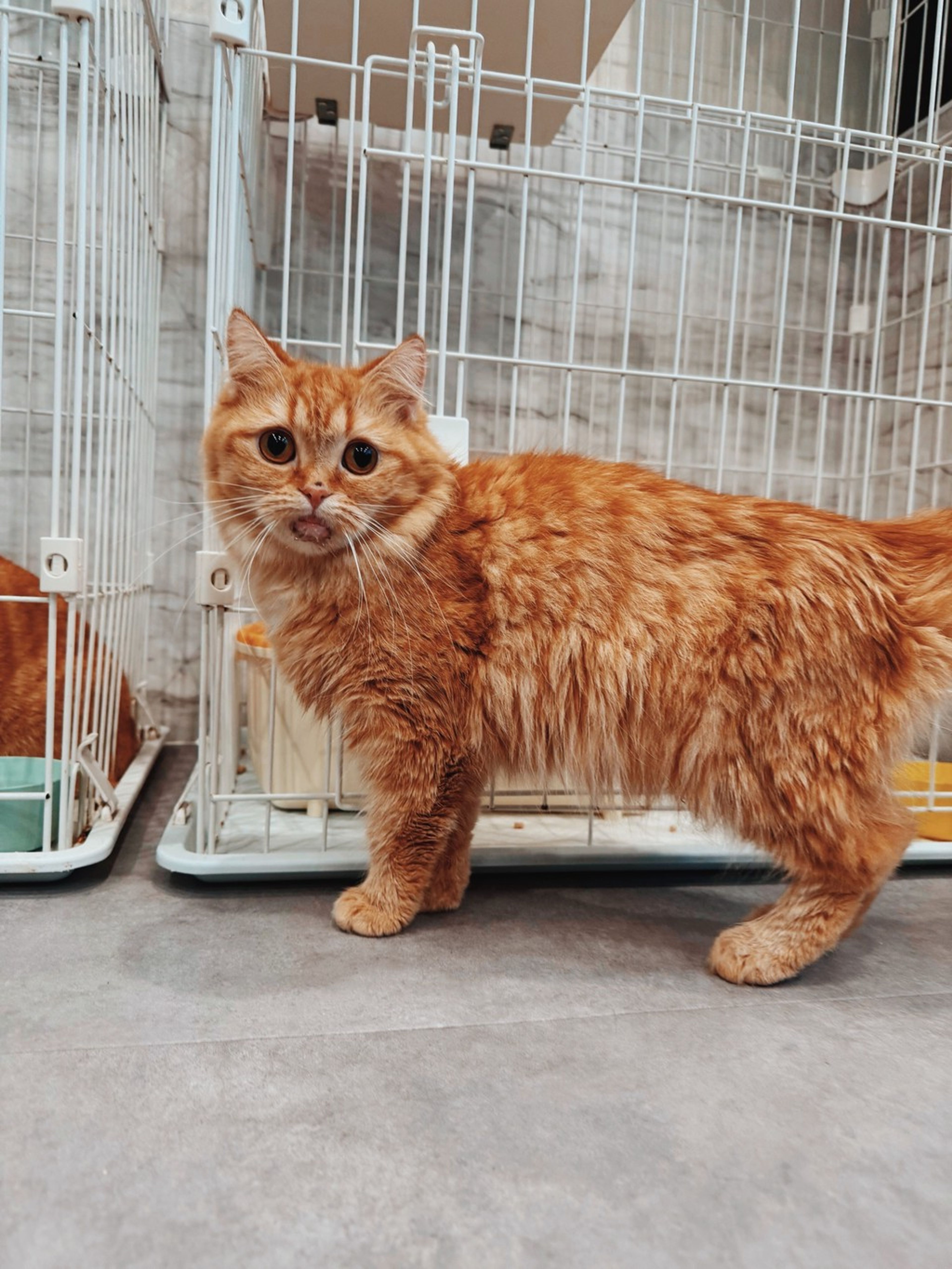 pet-image-4