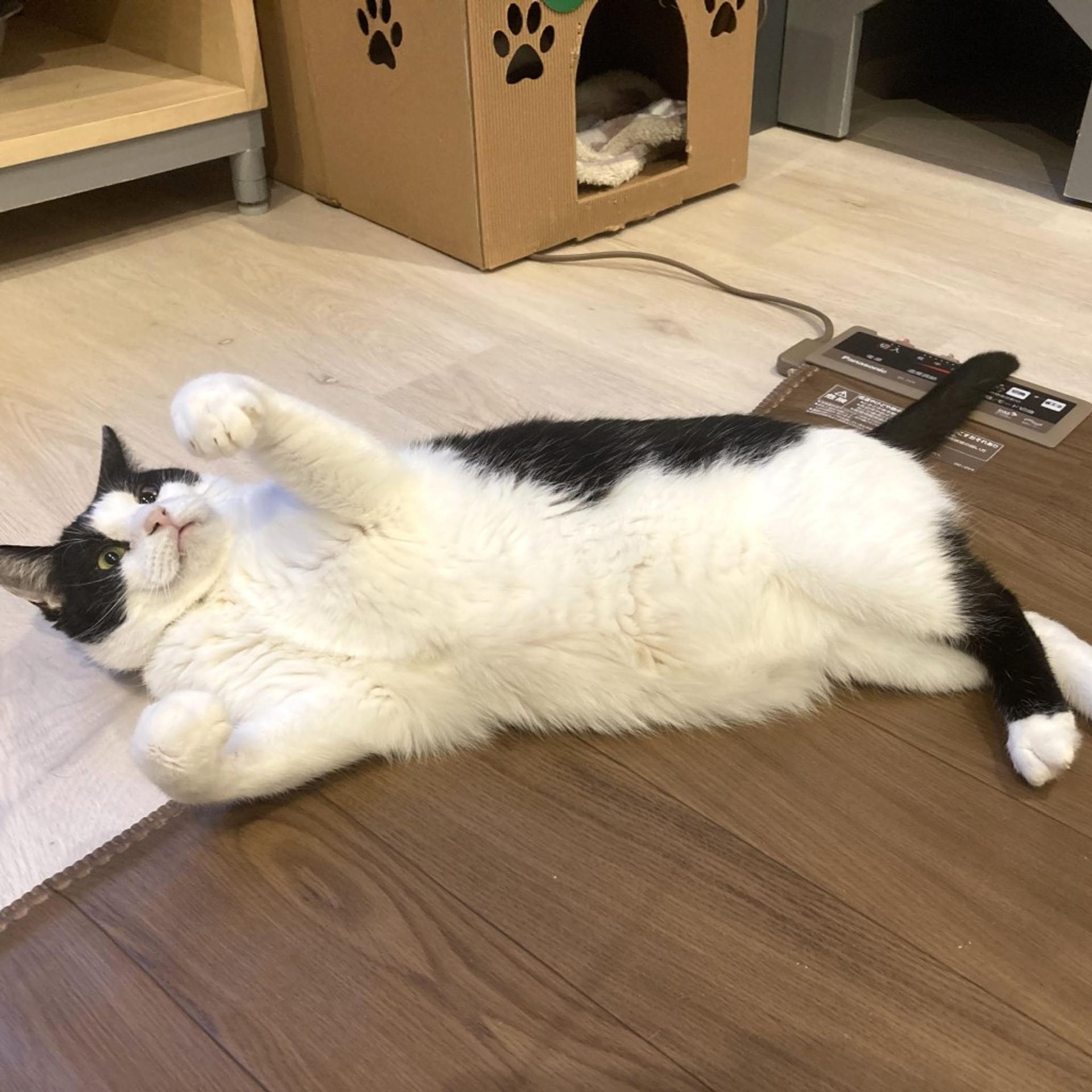 pet-image-2