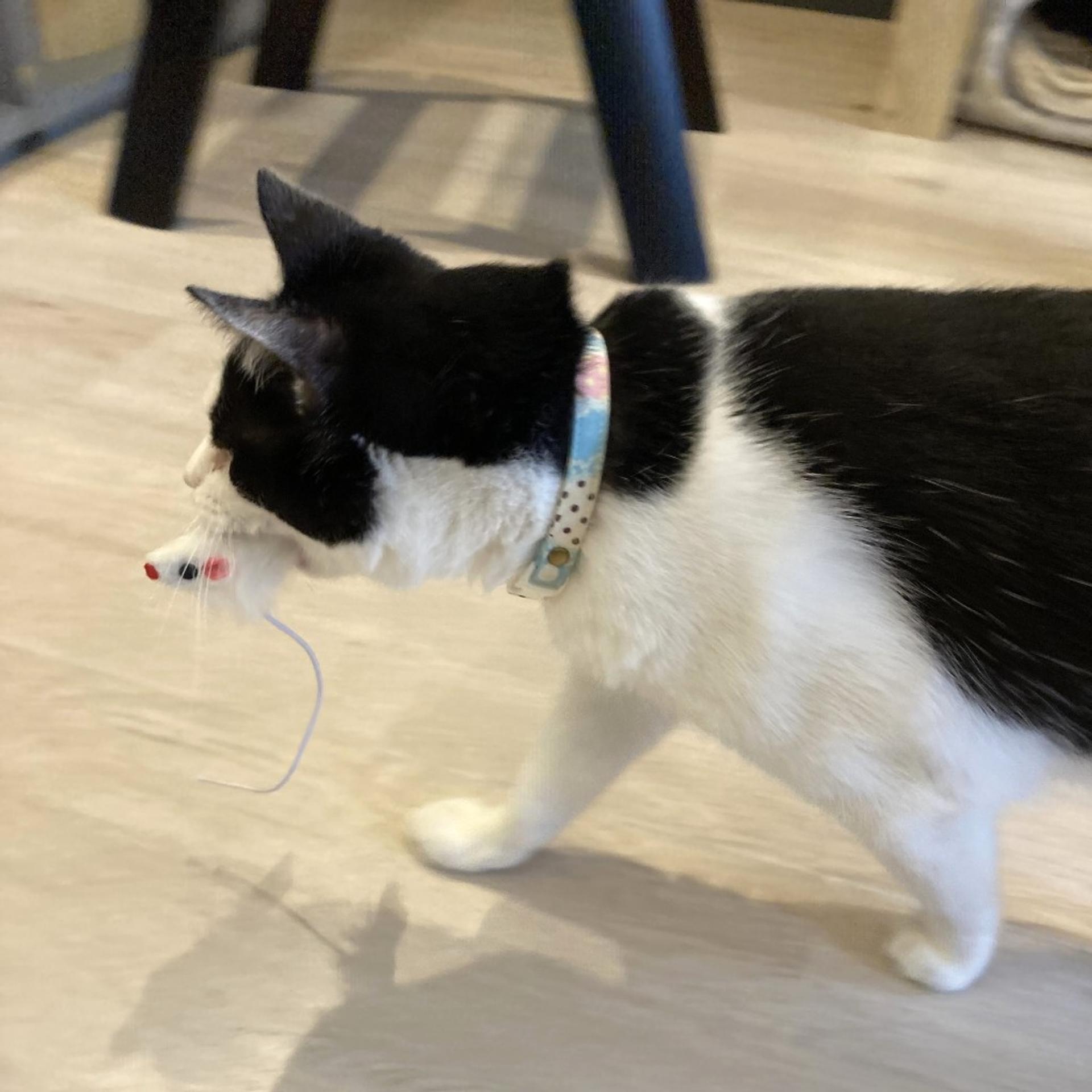 pet-image-4