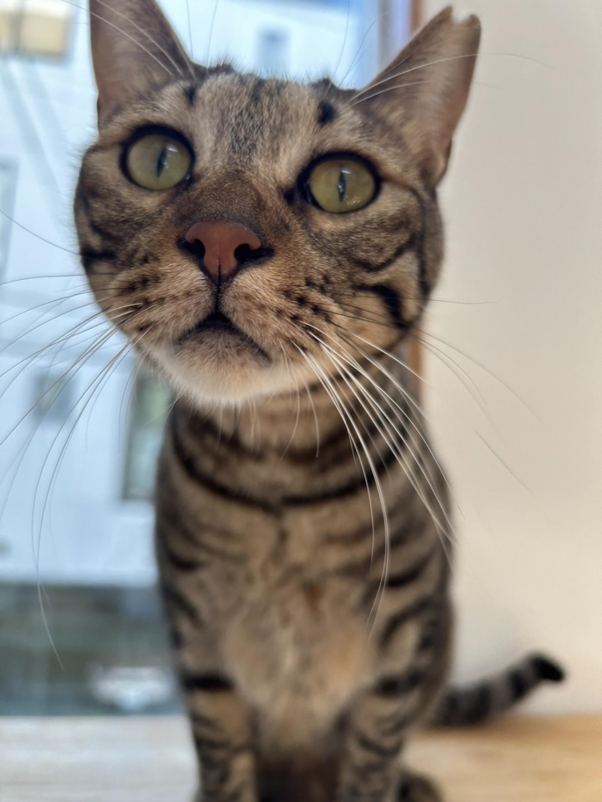 pet-image-2