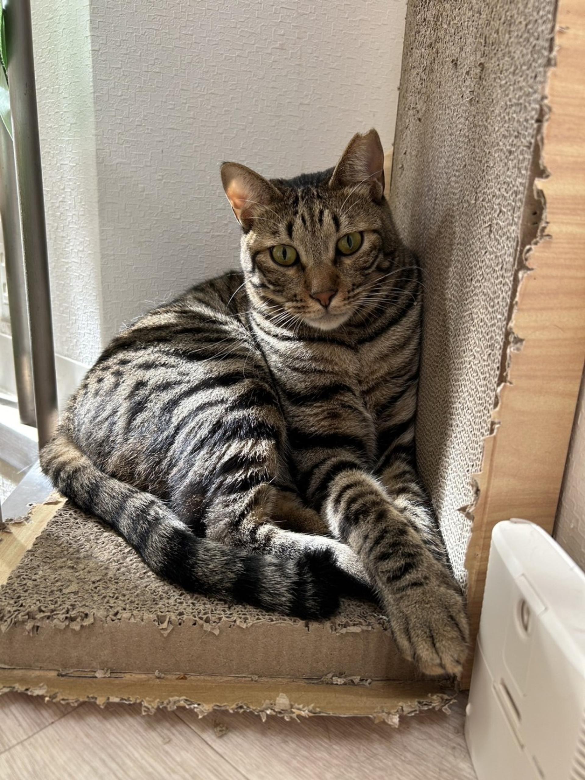 pet-image-6