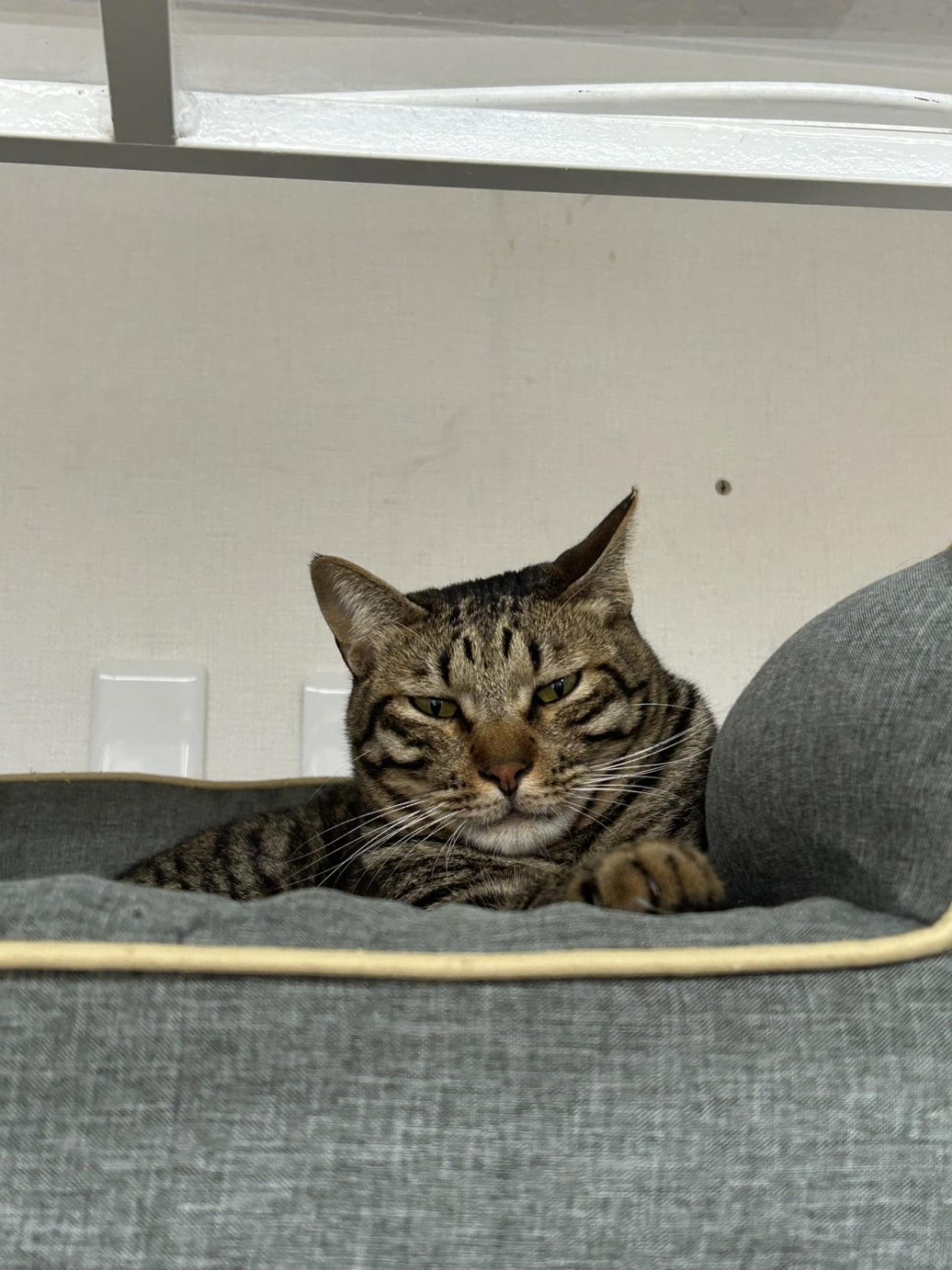 pet-image-8