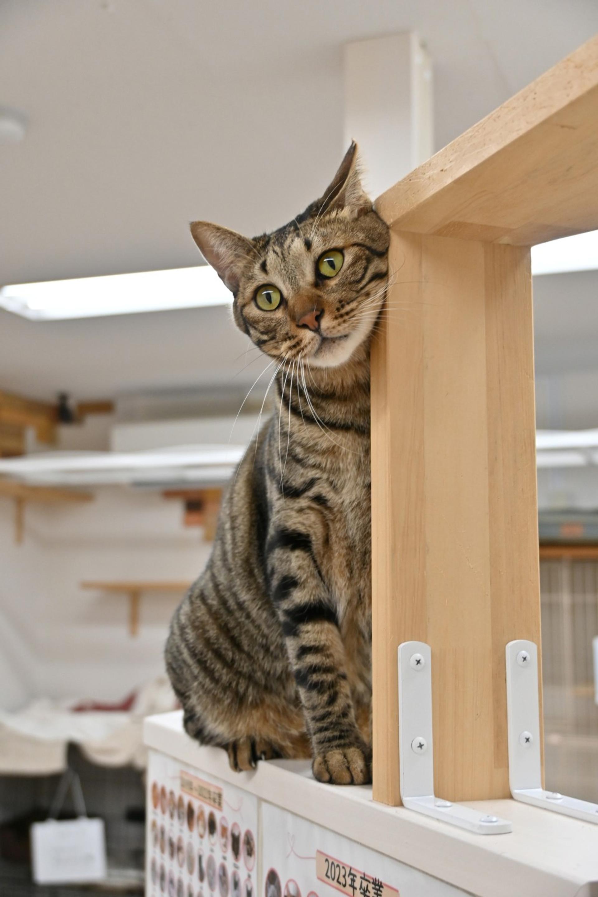 pet-image-4