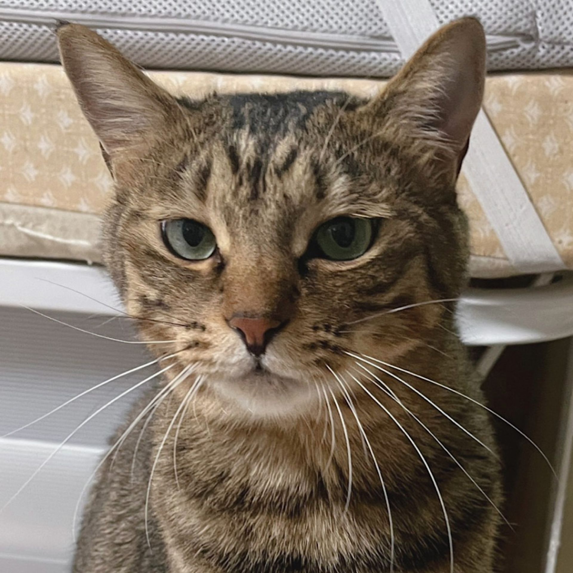 雑種（ミックス猫）・オスの里親募集の写真