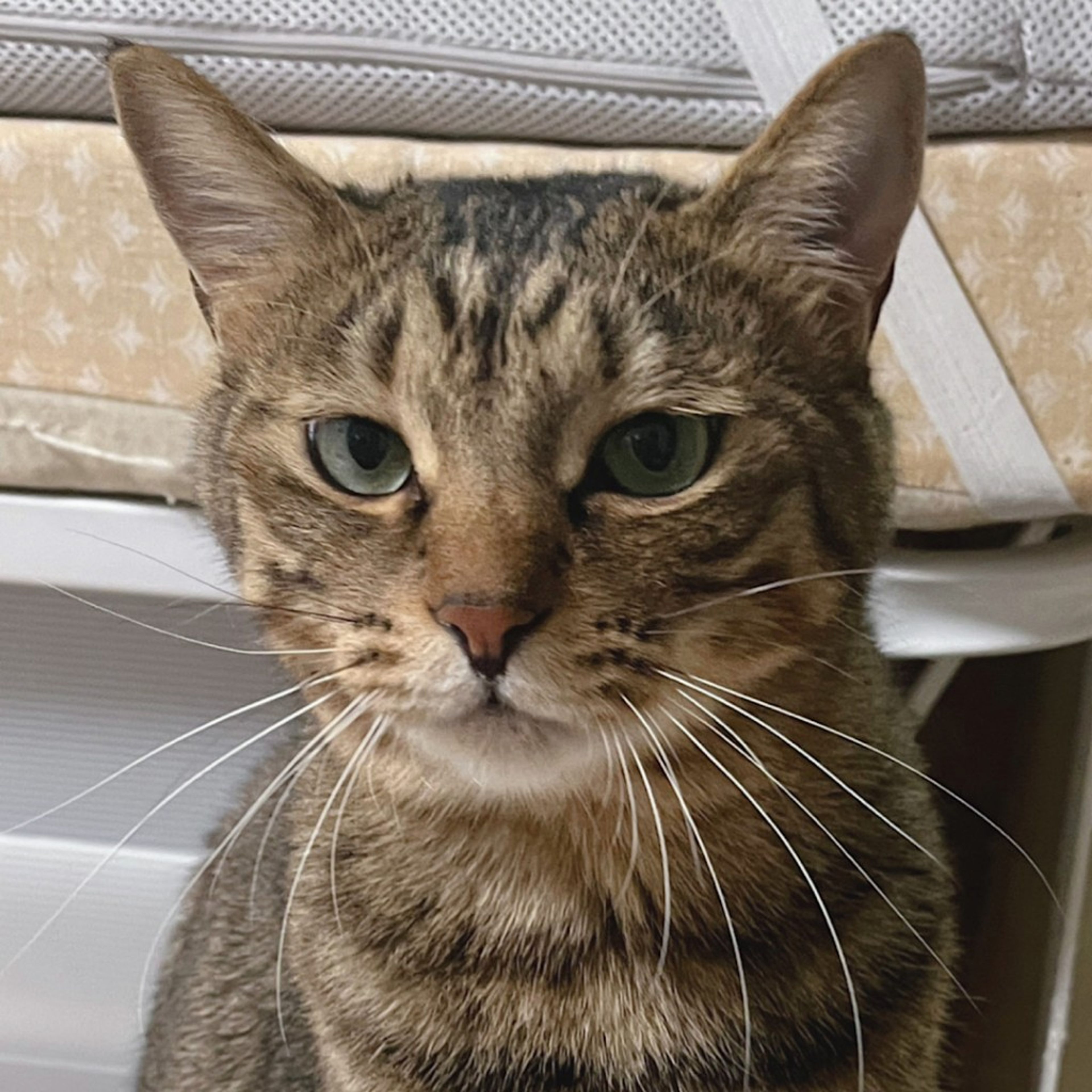 雑種（ミックス猫）・オスの里親募集の写真