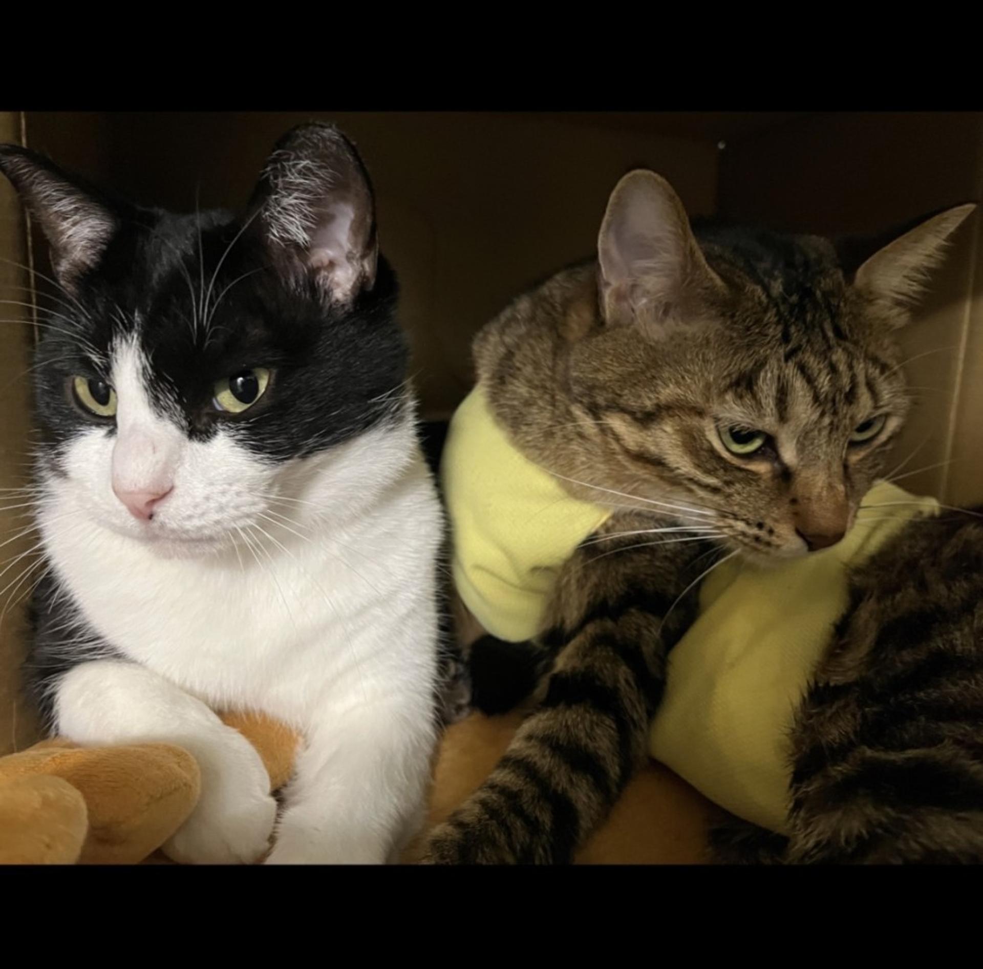 pet-image-7