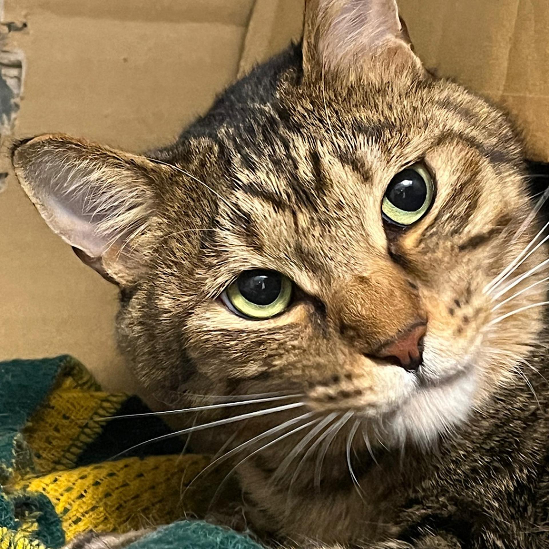 pet-image-5