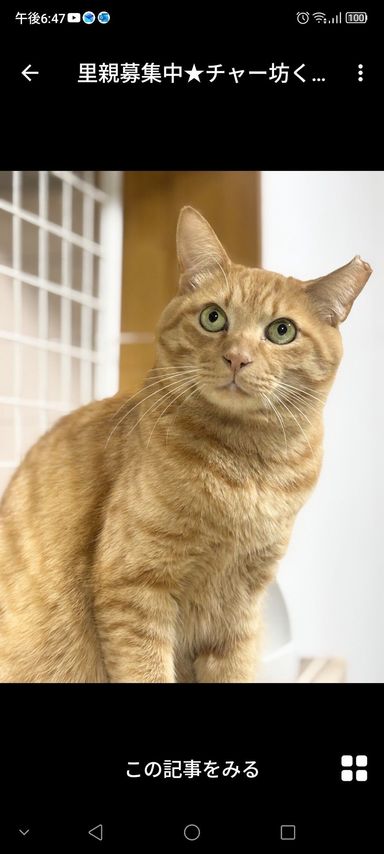 雑種（ミックス猫）・オスの里親募集の写真