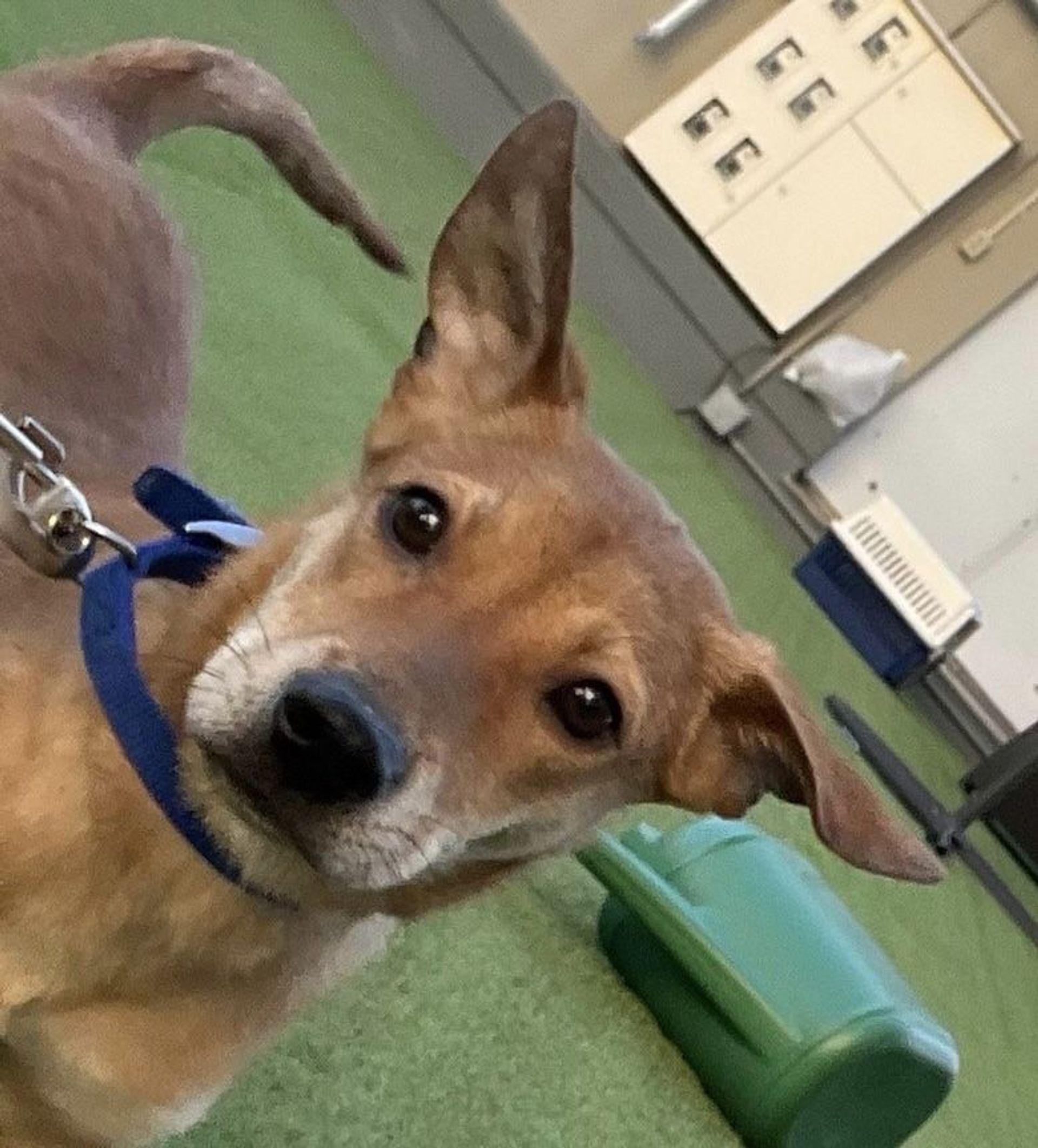 雑種（ミックス犬）・メスの里親募集の写真