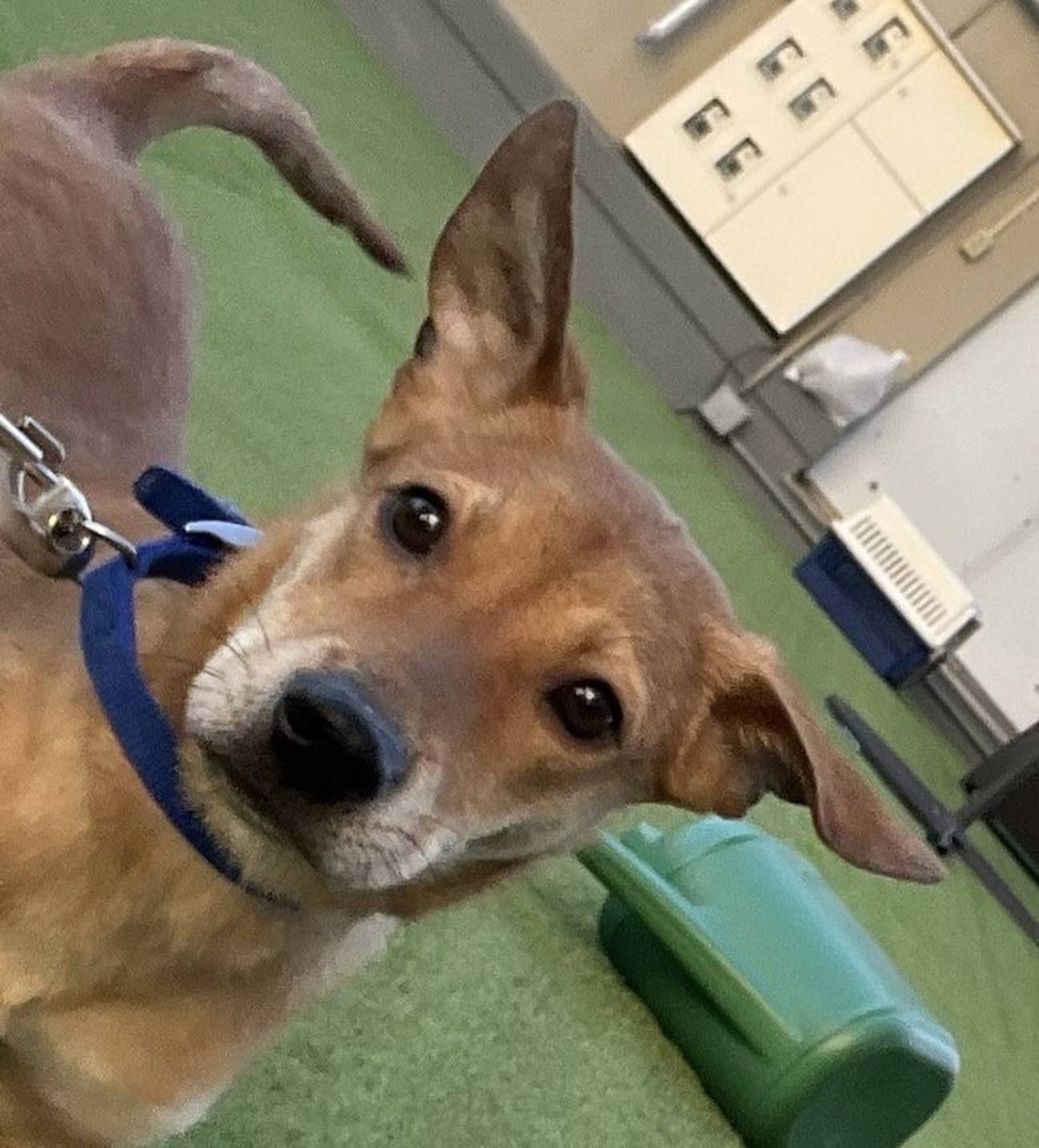 雑種（ミックス犬）・メスの里親募集の写真