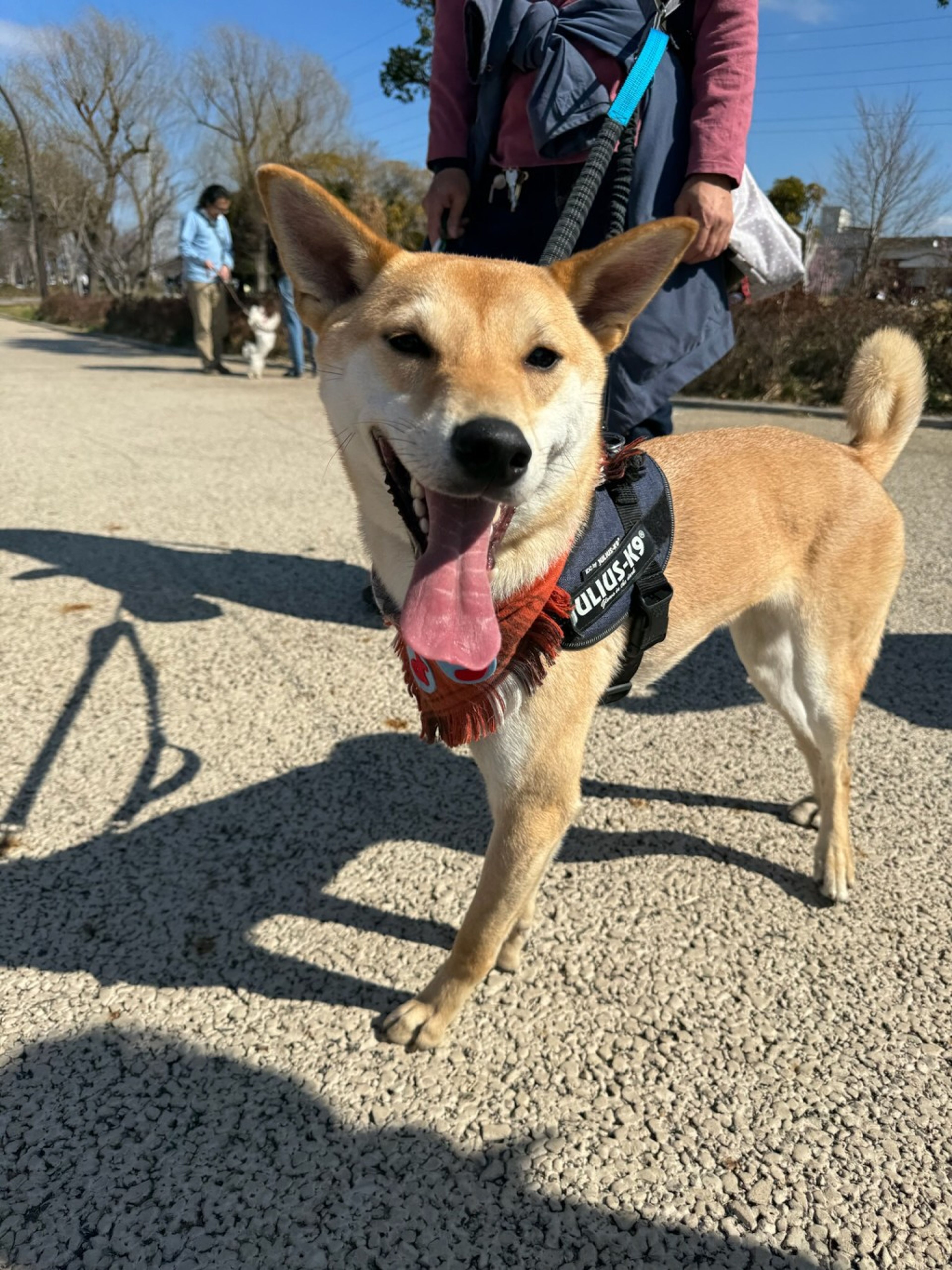 雑種（ミックス犬）・オスの里親募集の写真