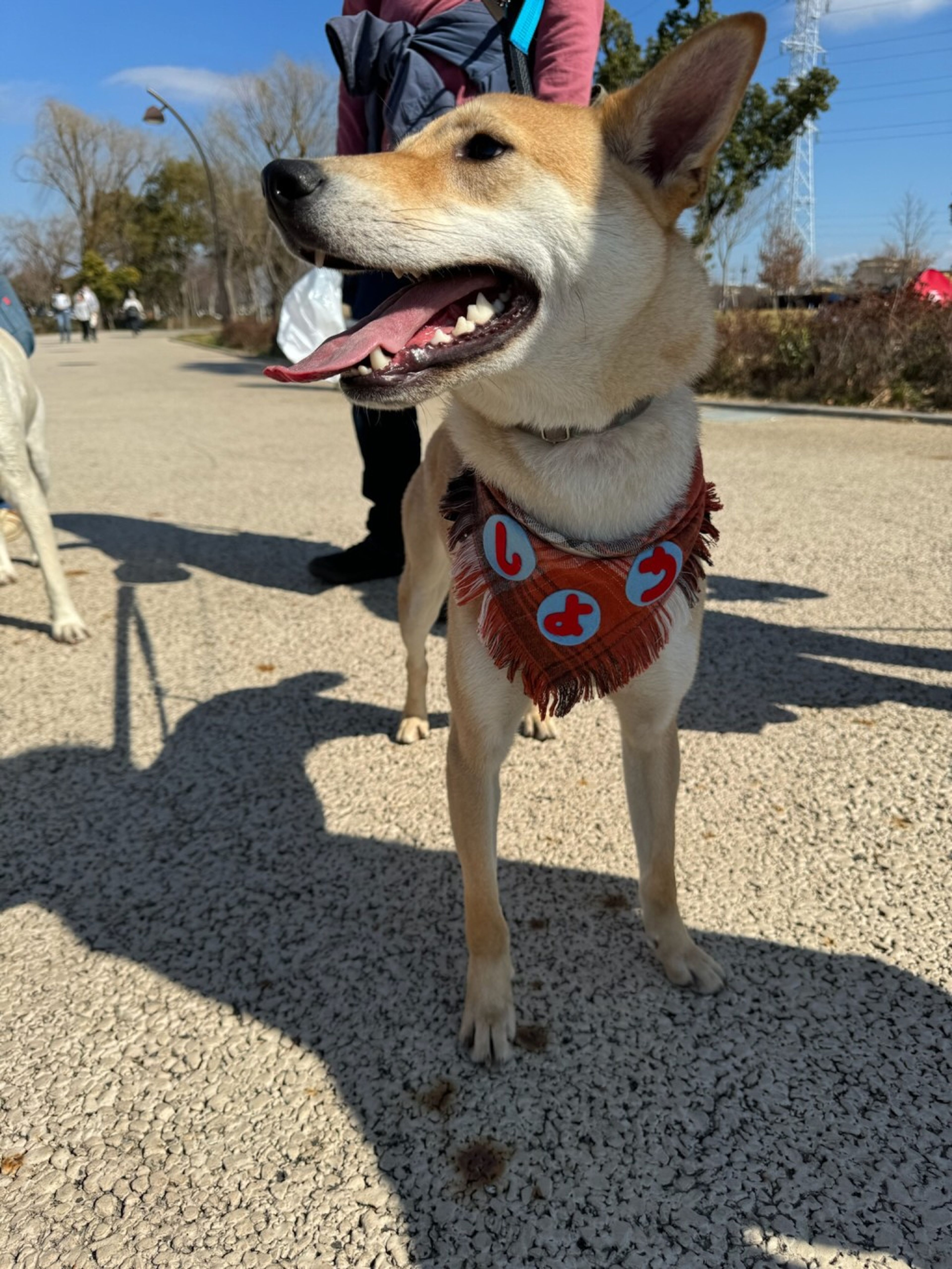 pet-image-2