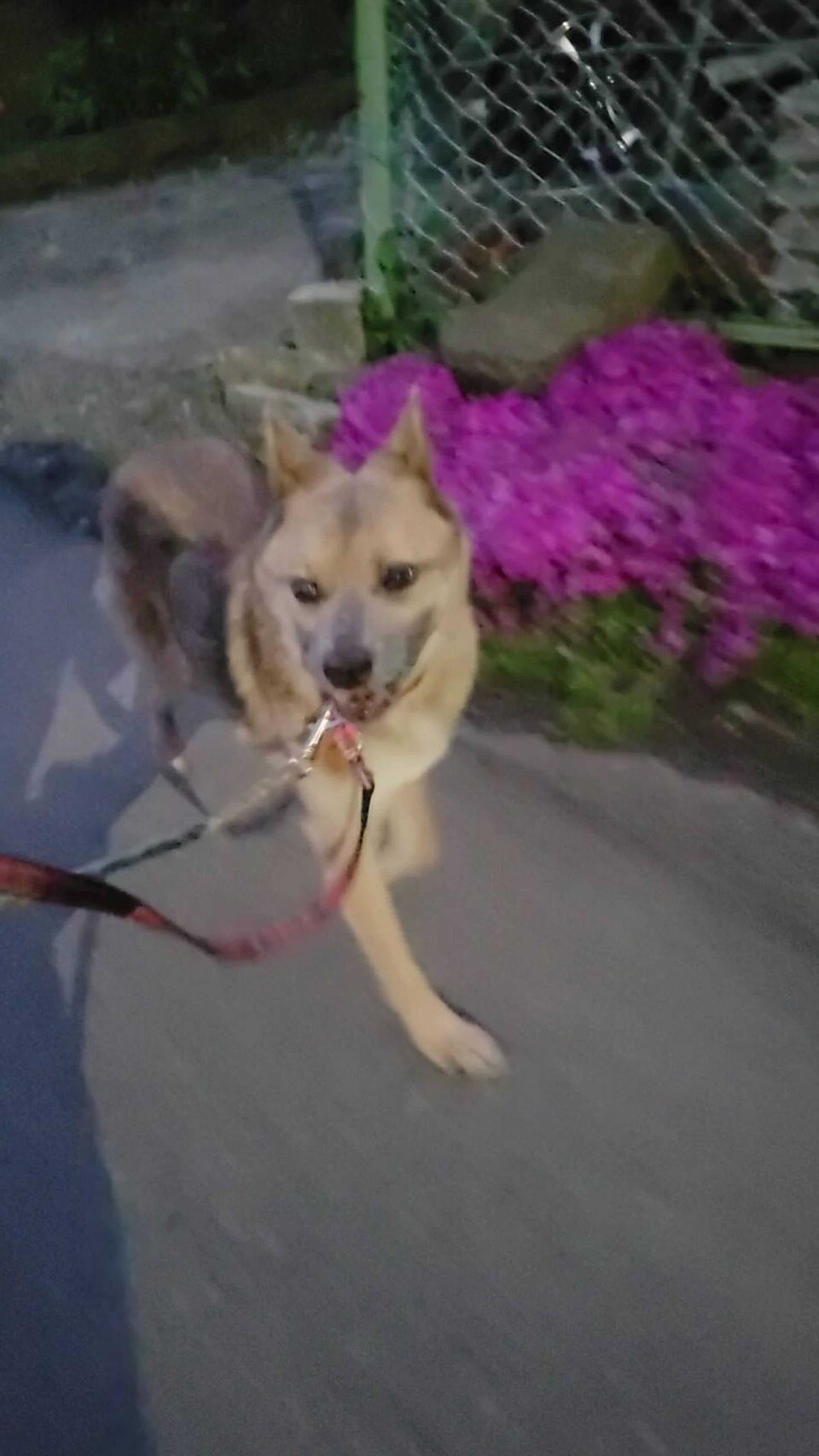 image-4