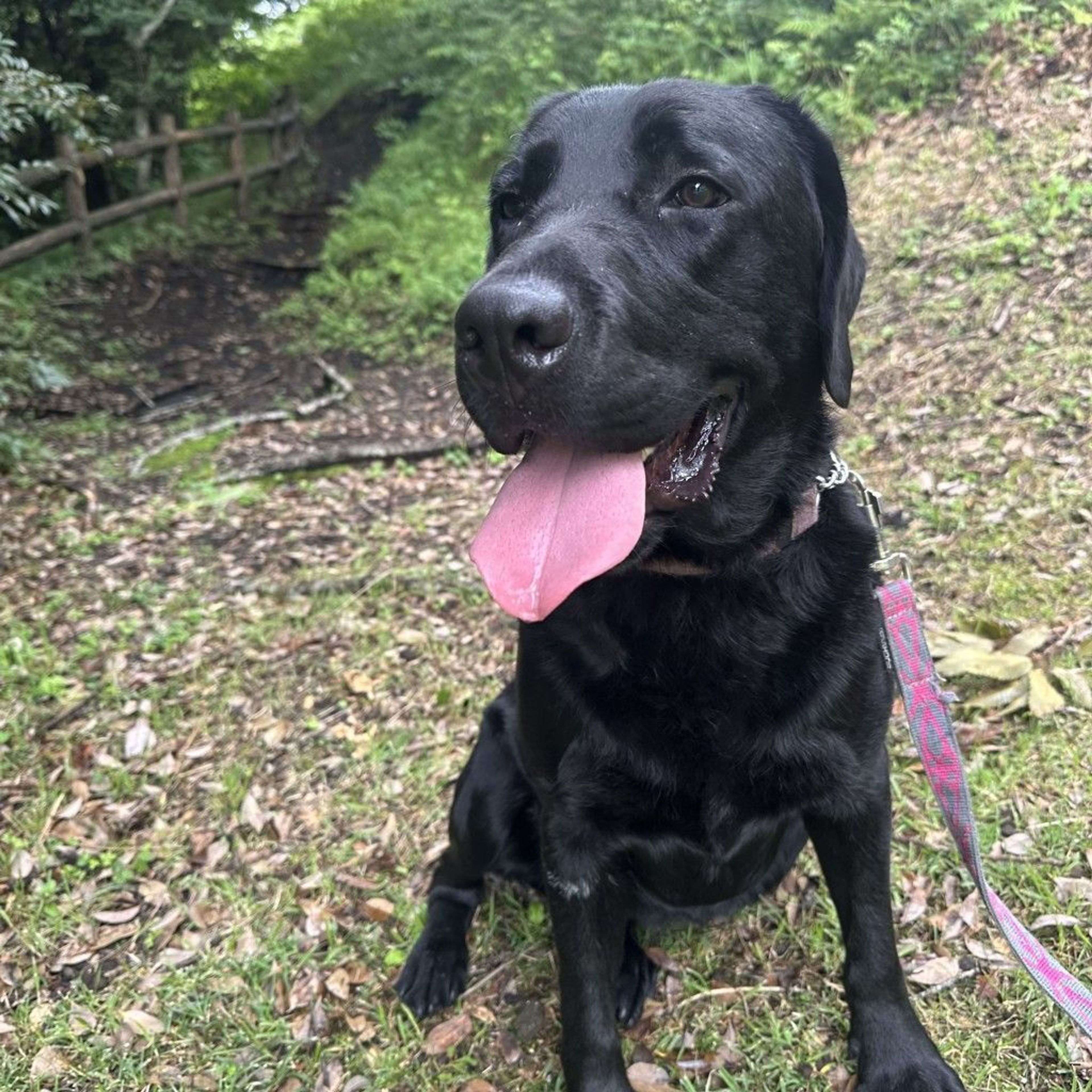 ラブラドール・レトリーバー・オスの里親募集の写真