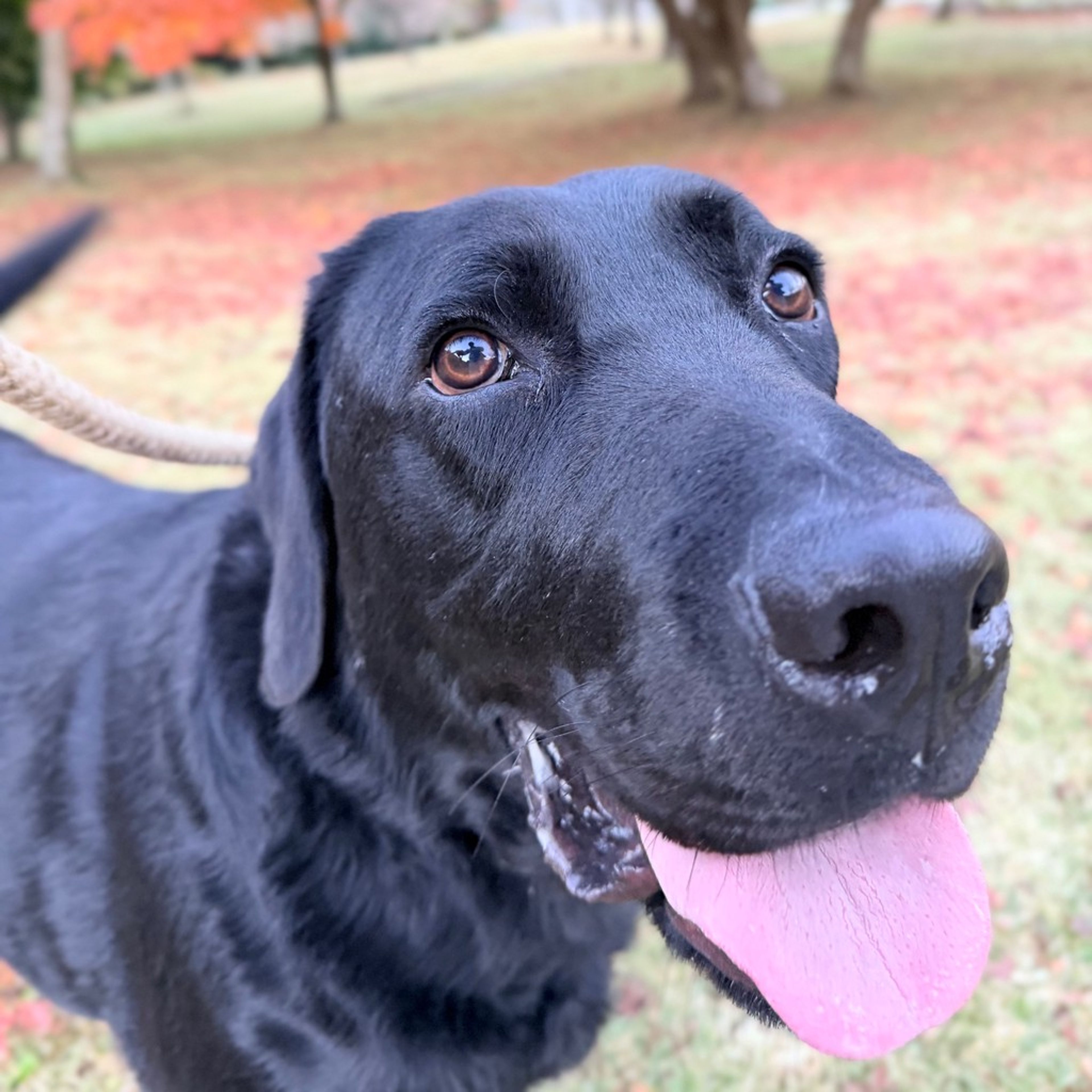 ラブラドール・レトリーバー・オスの里親募集の写真