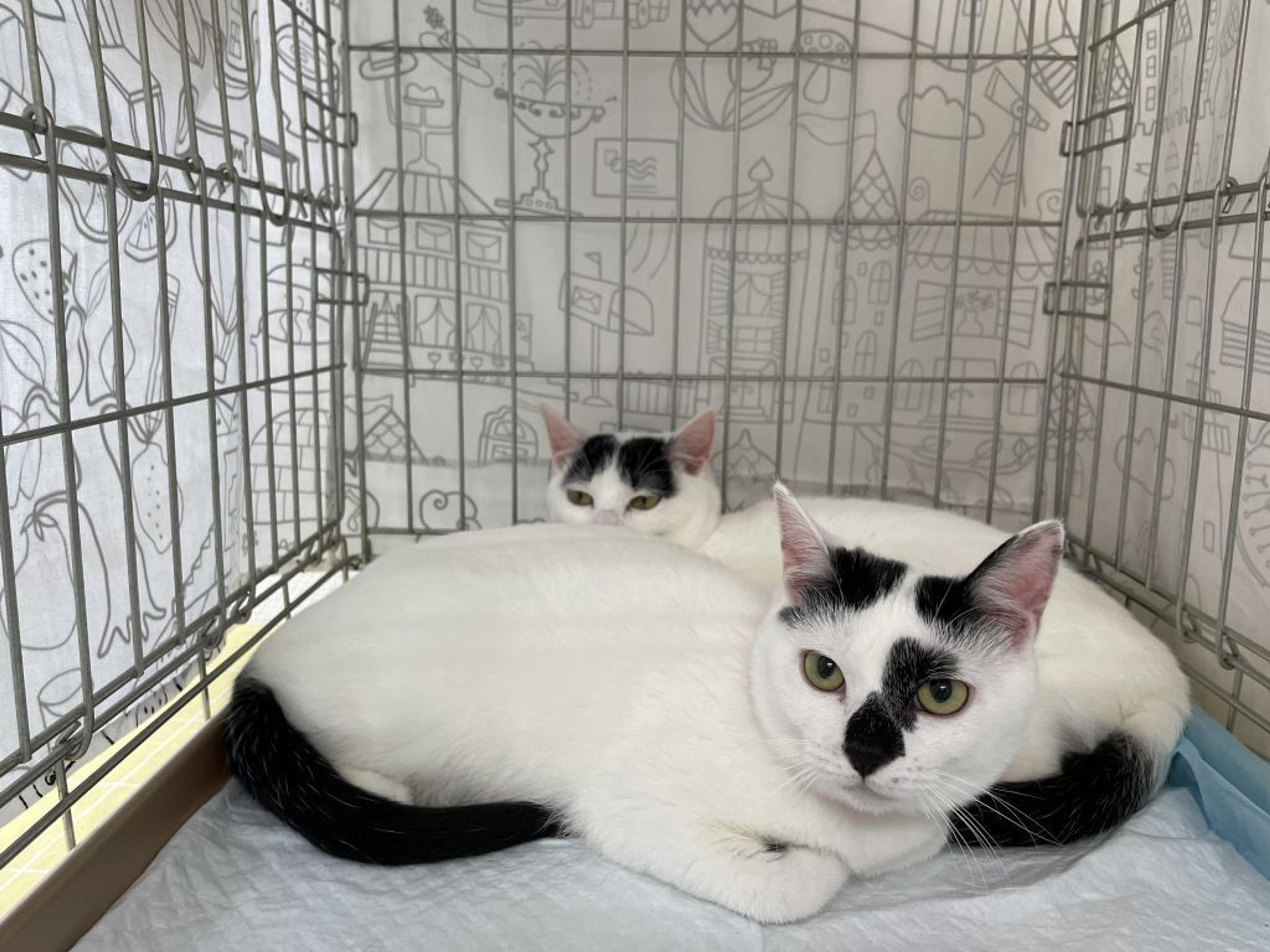 pet-image-3