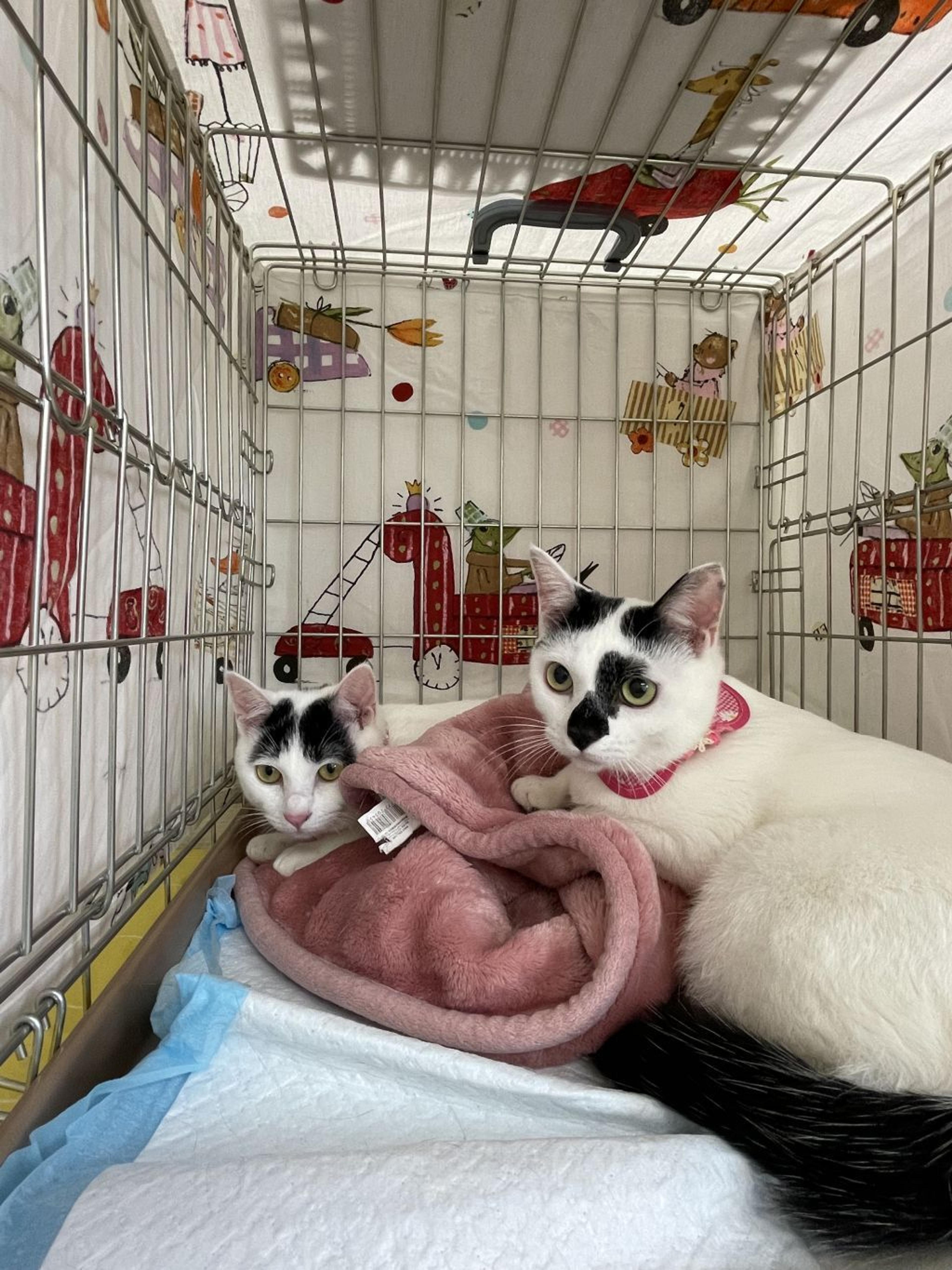 pet-image-4