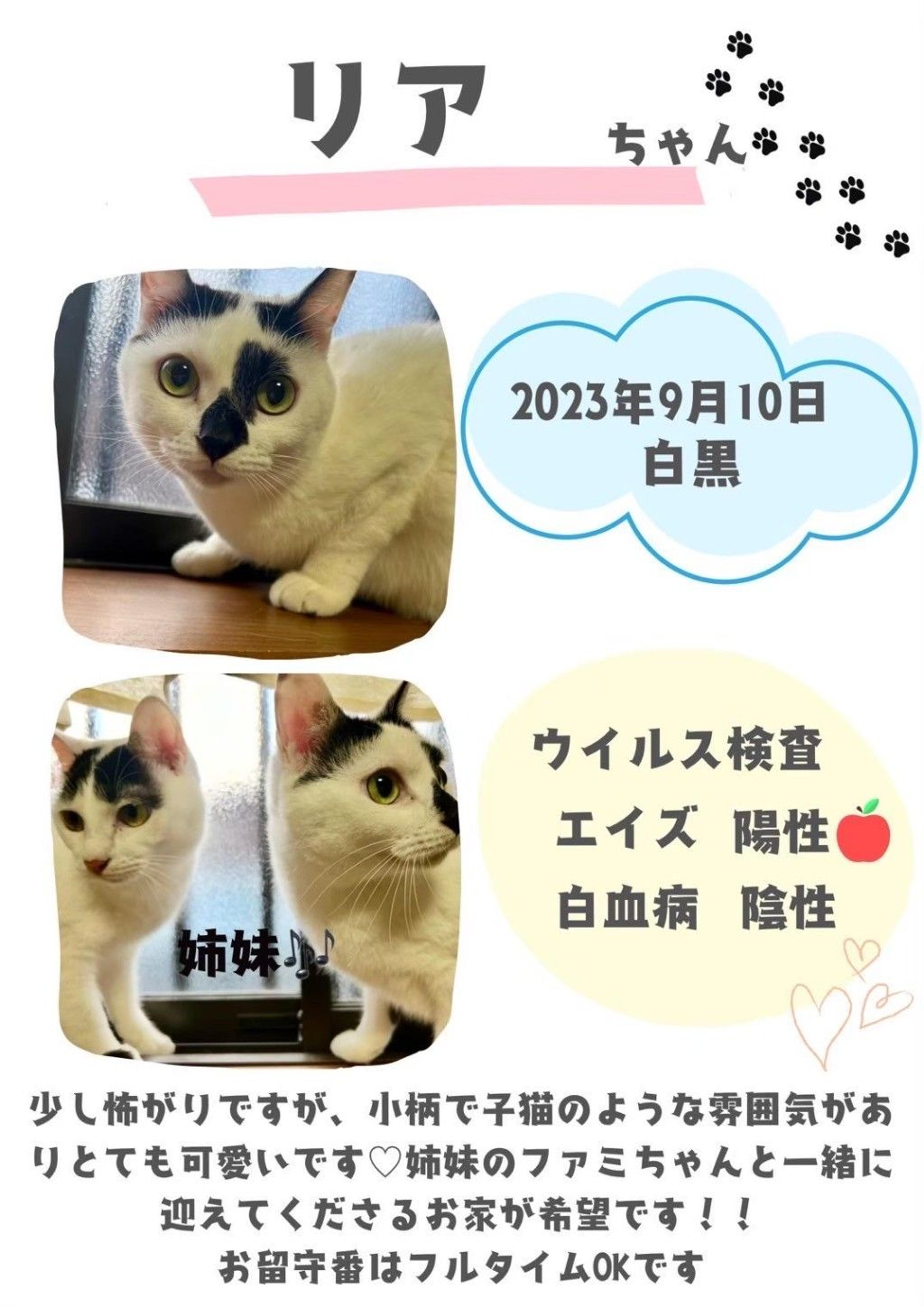 pet-image-5