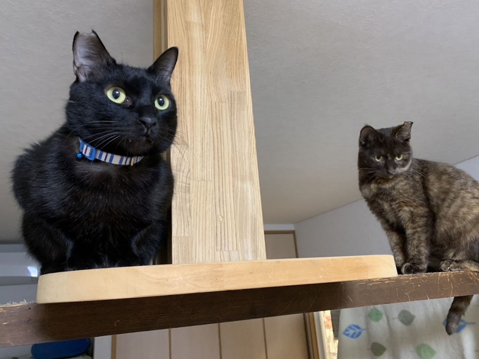 雑種（ミックス猫）・オスの里親募集の写真
