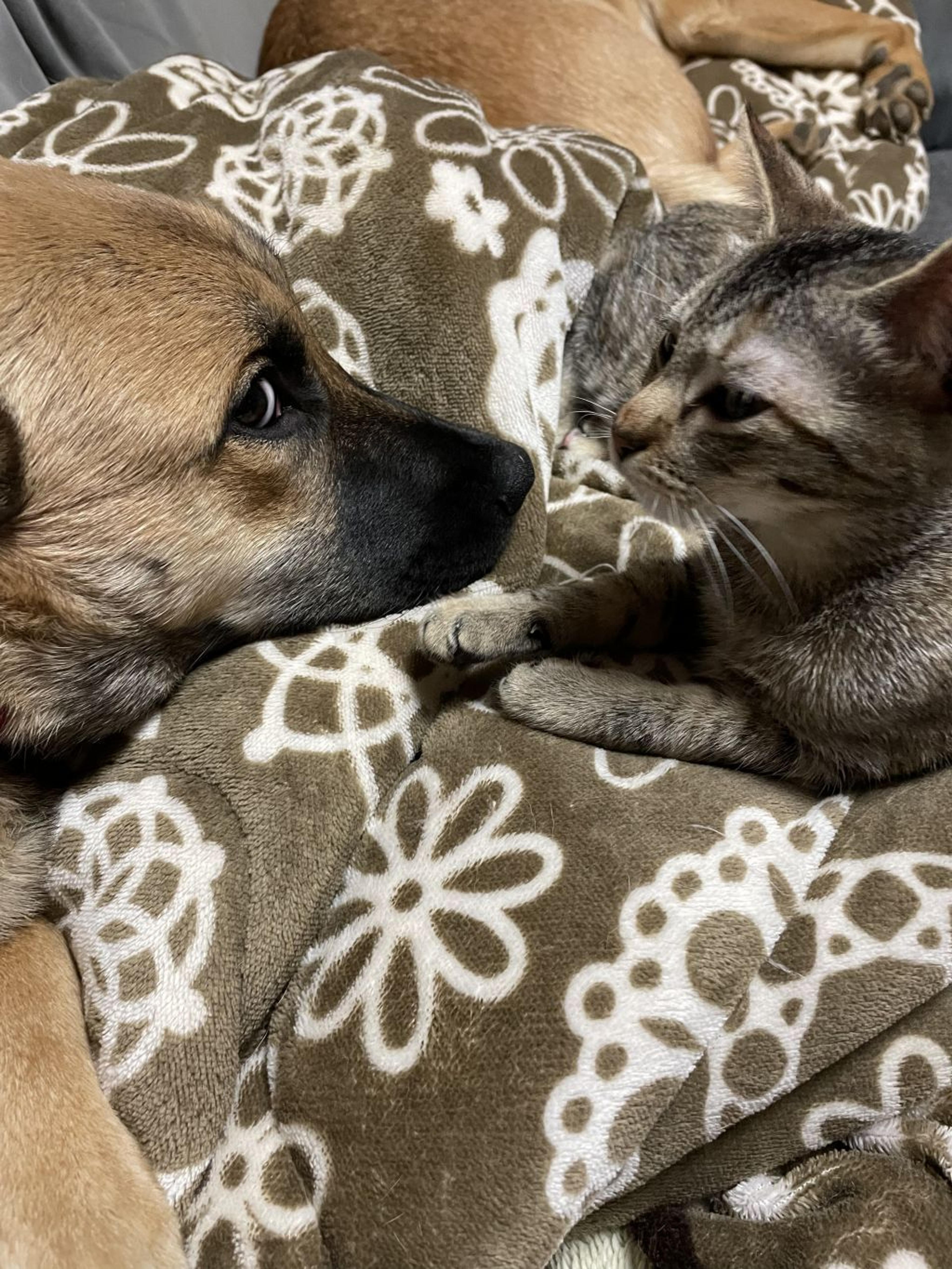 pet-image-2