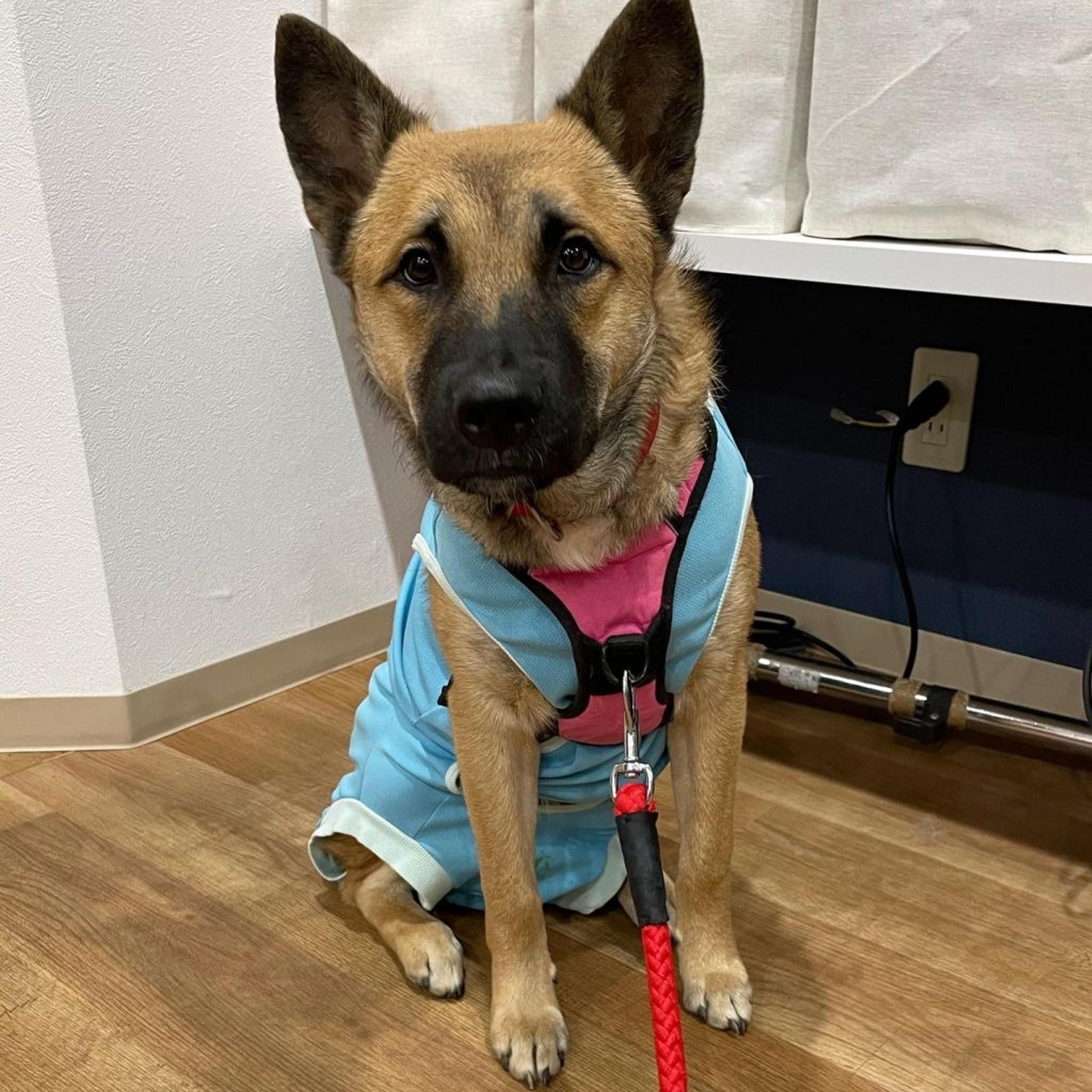 pet-image-3