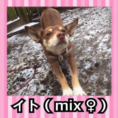 雑種（ミックス犬）・メスの里親募集の写真