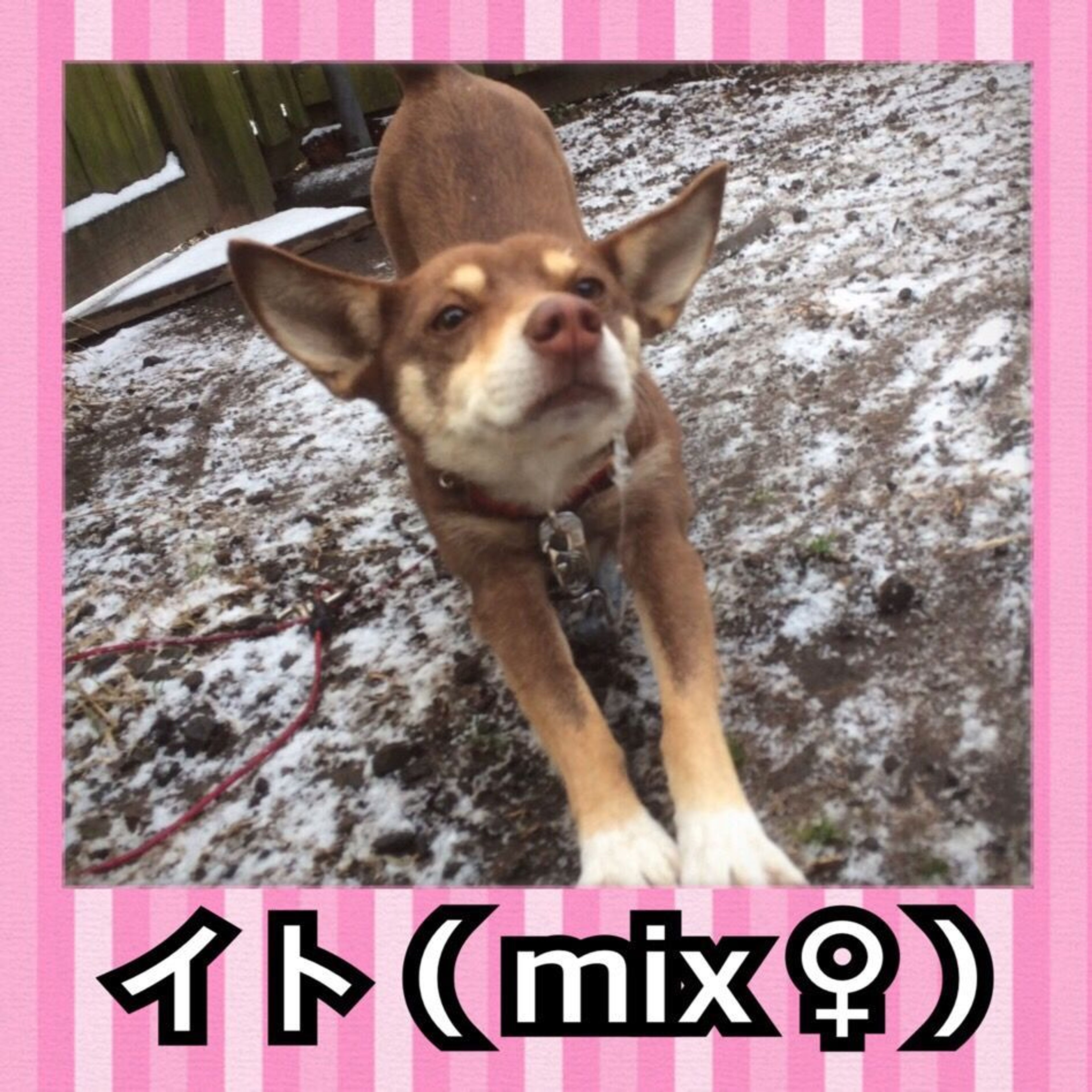 雑種（ミックス犬）・メスの里親募集の写真