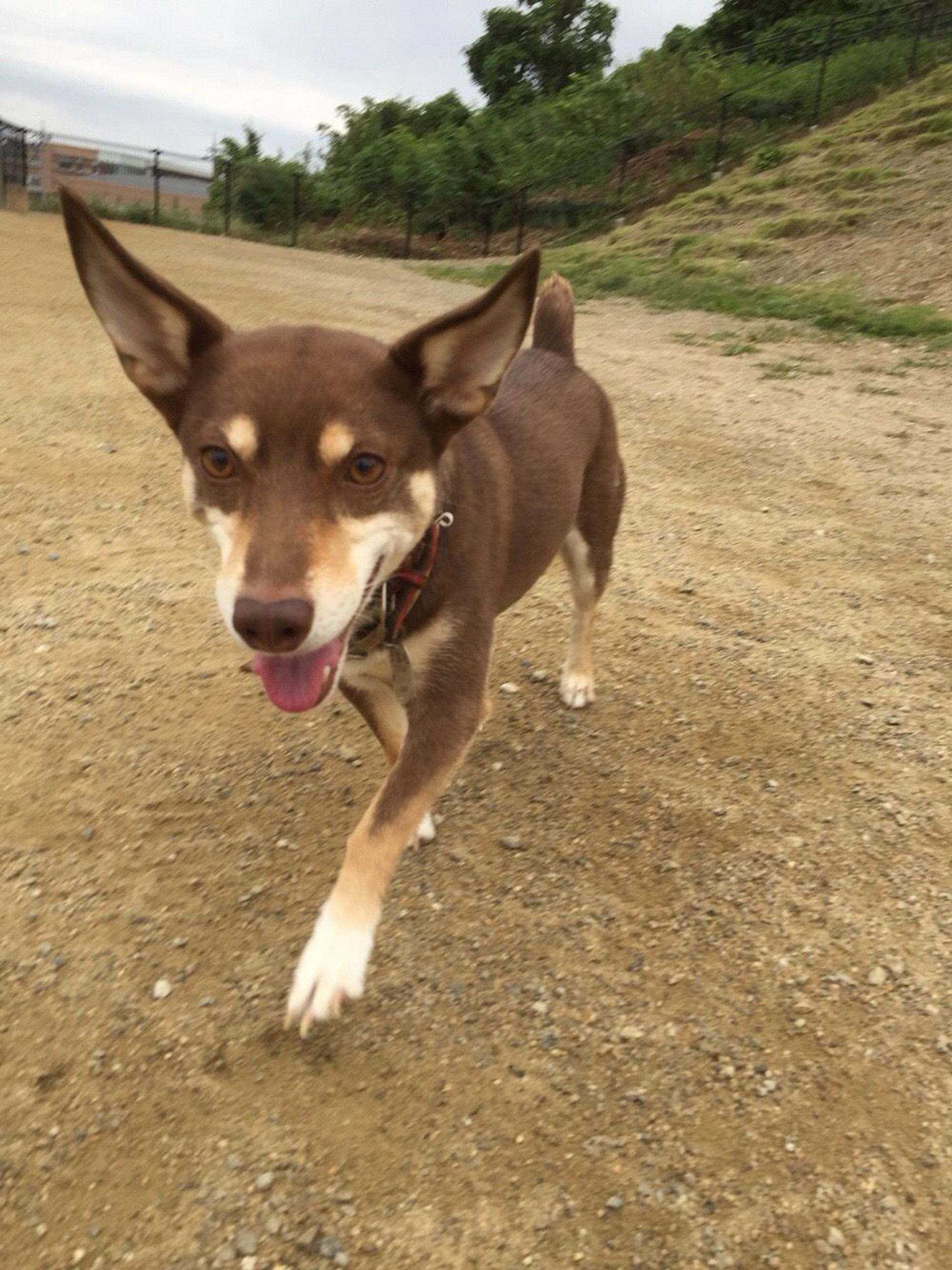 pet-image-2
