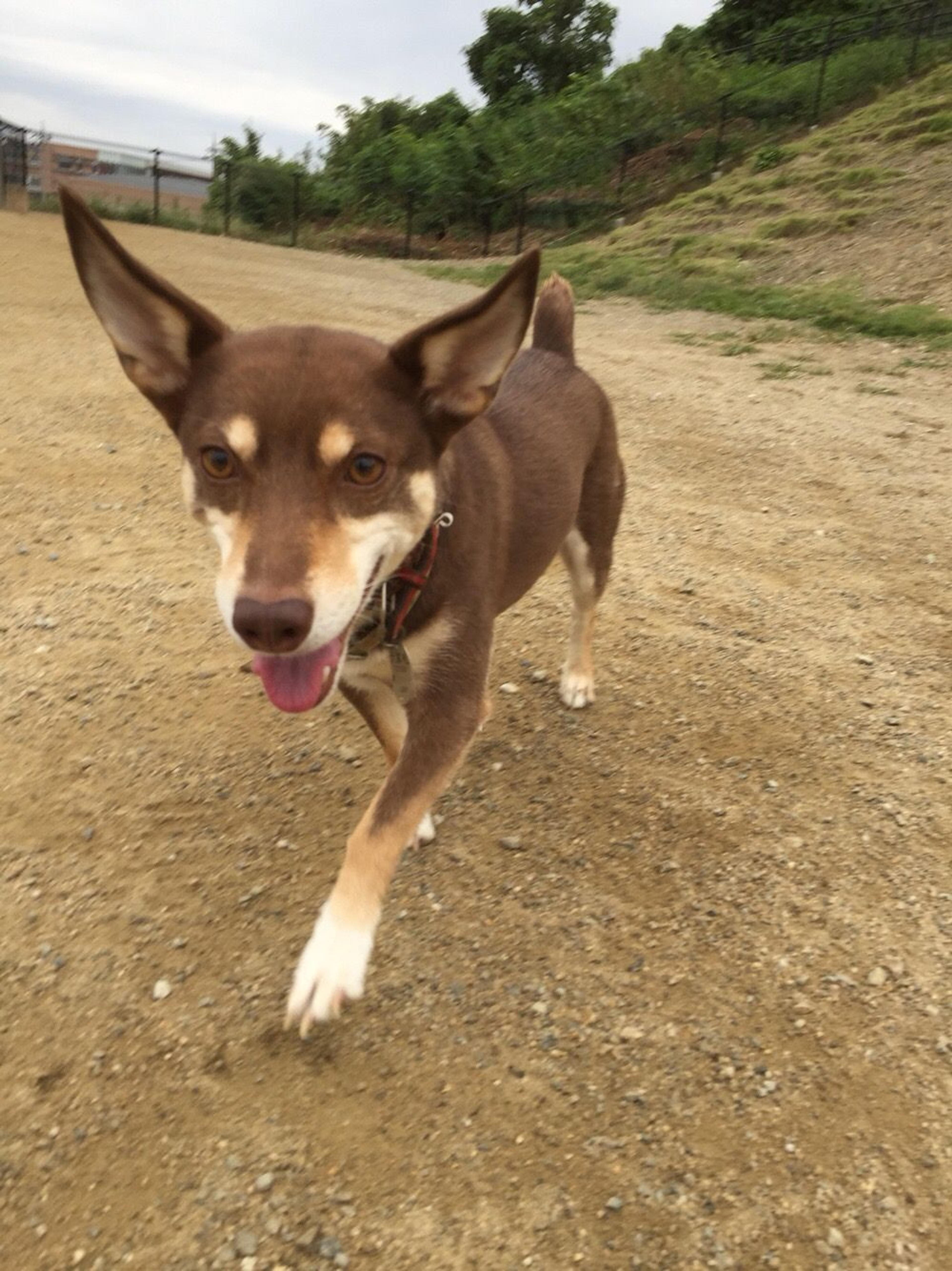 pet-image-2