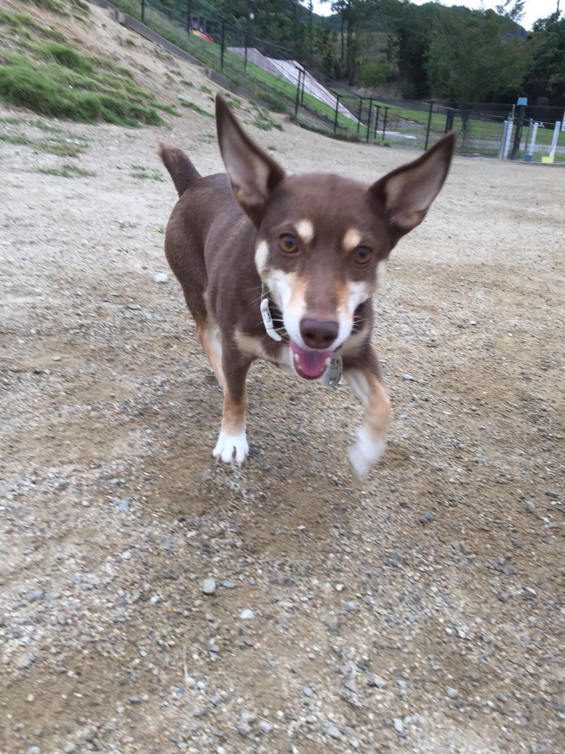 pet-image-3