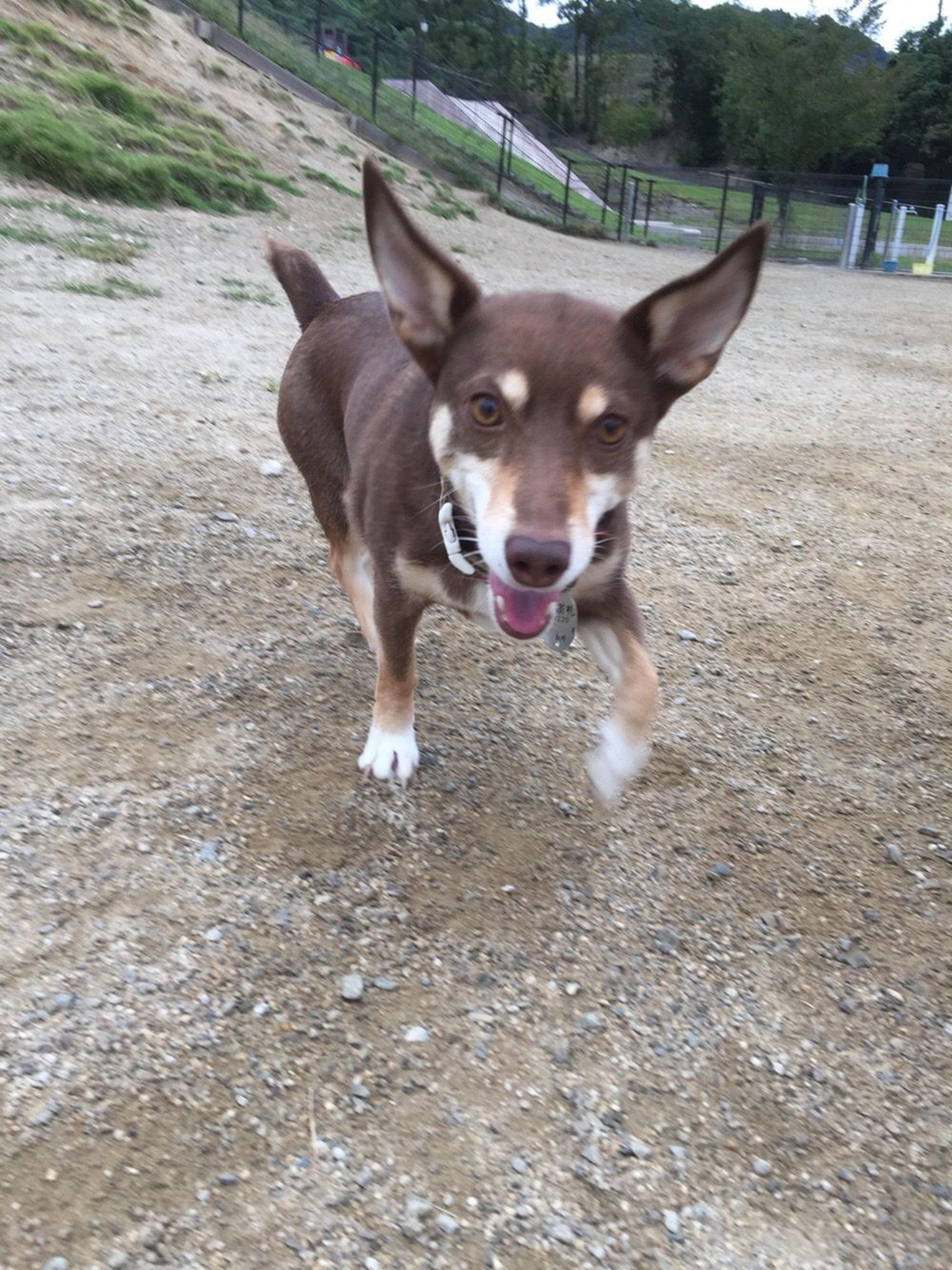 pet-image-3
