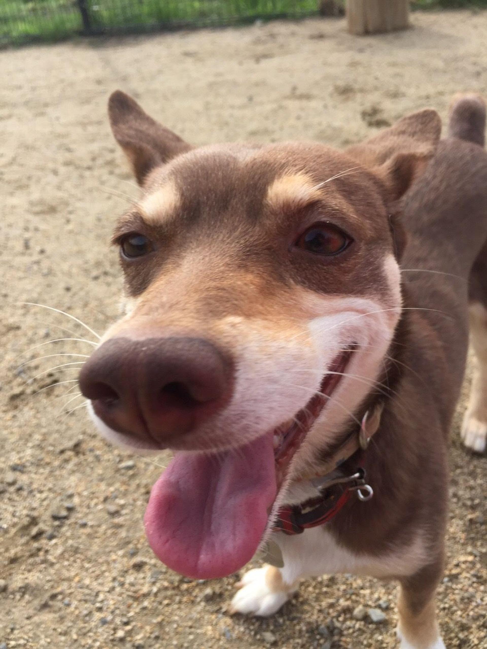 pet-image-4