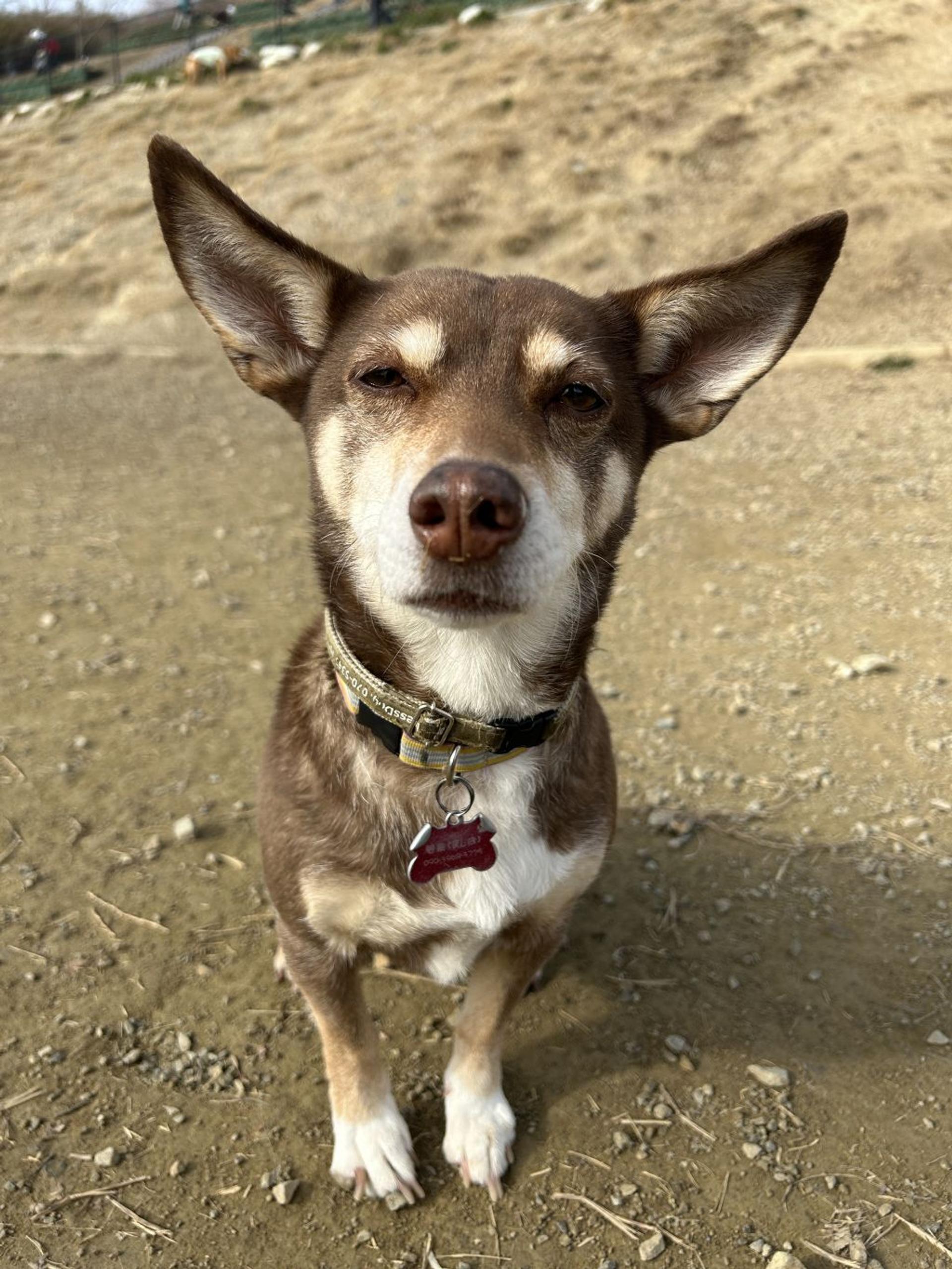 pet-image-7