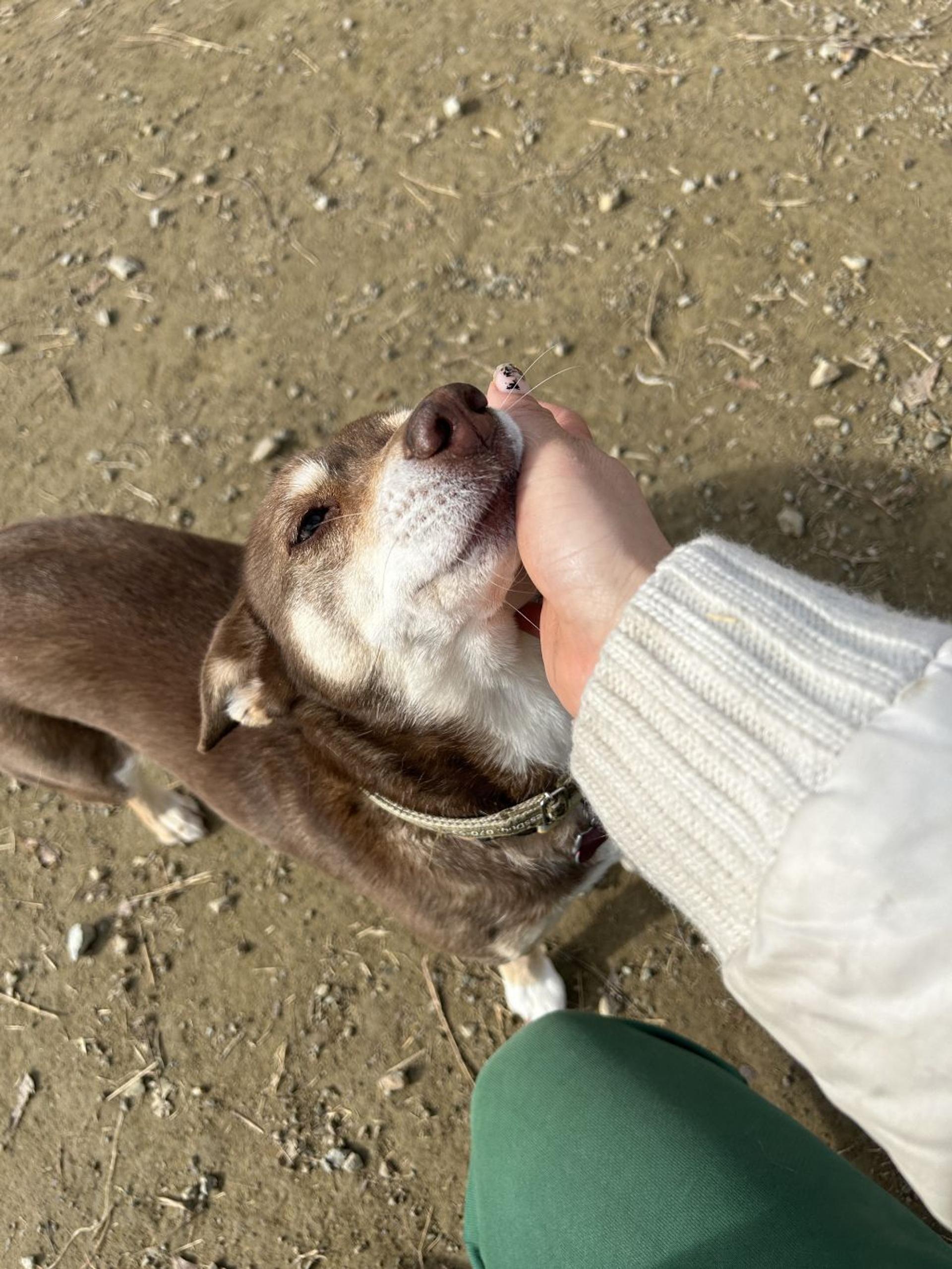 pet-image-9