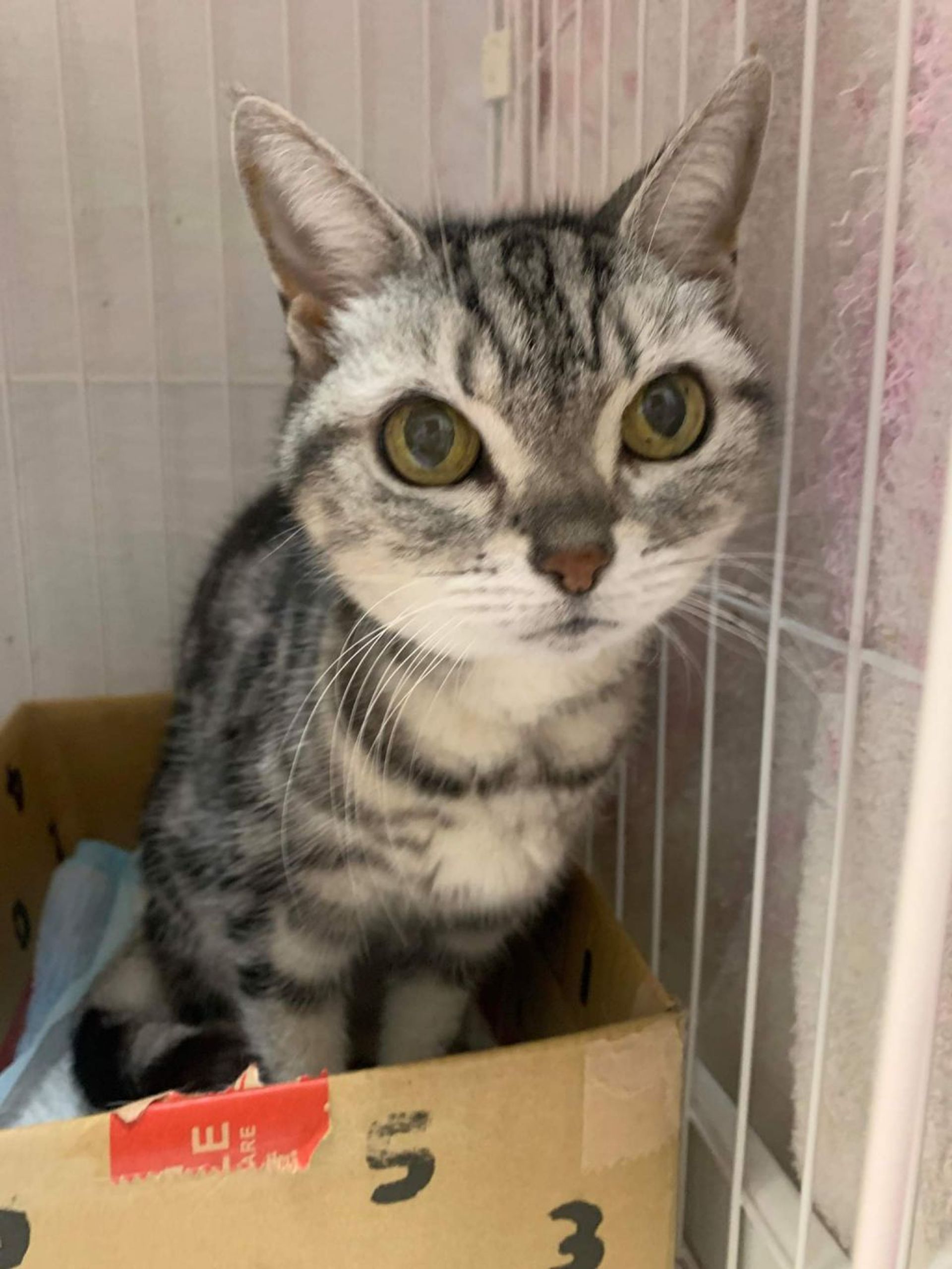 雑種（ミックス猫）・メスの里親募集の写真